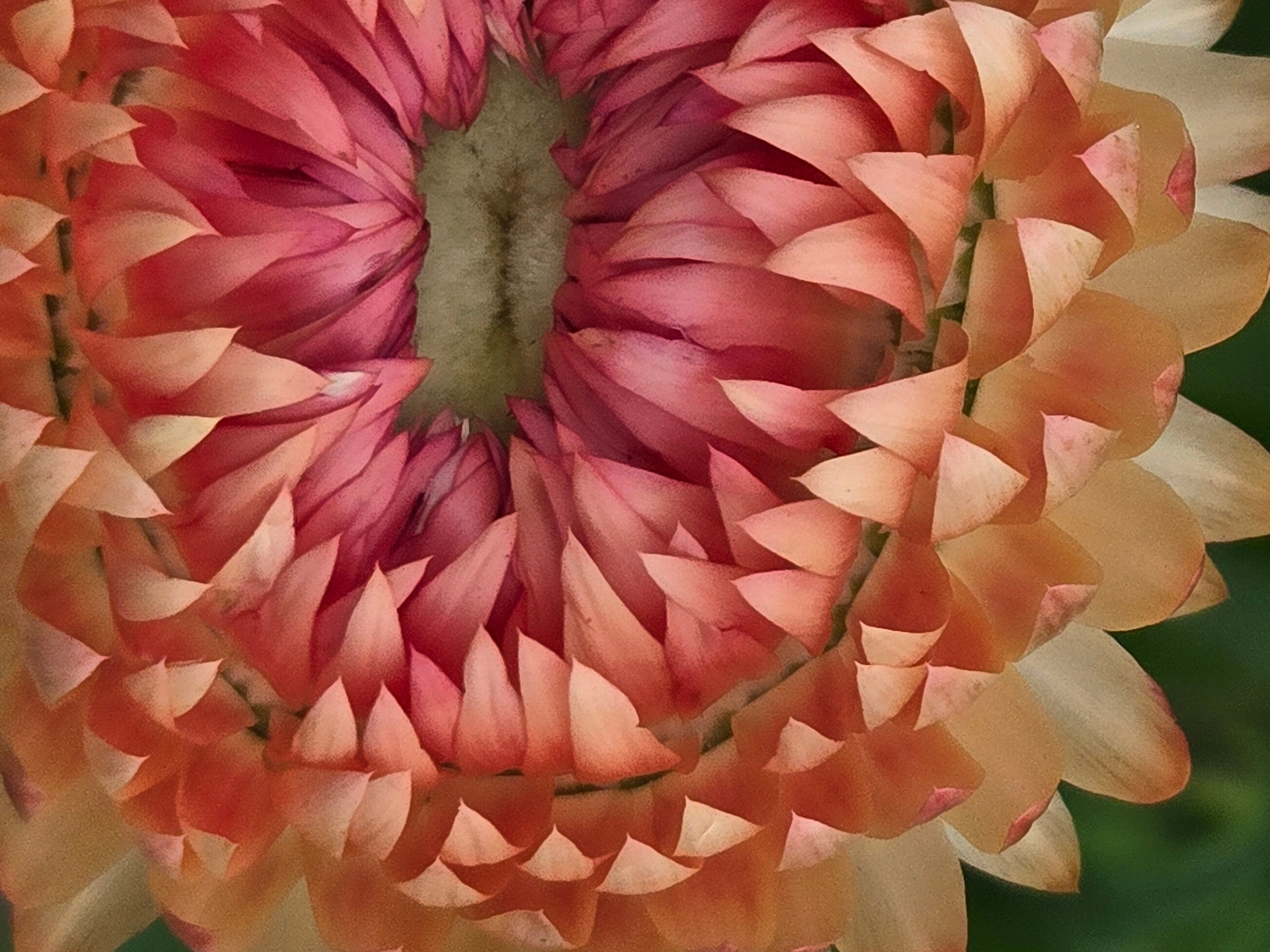 Strawflower