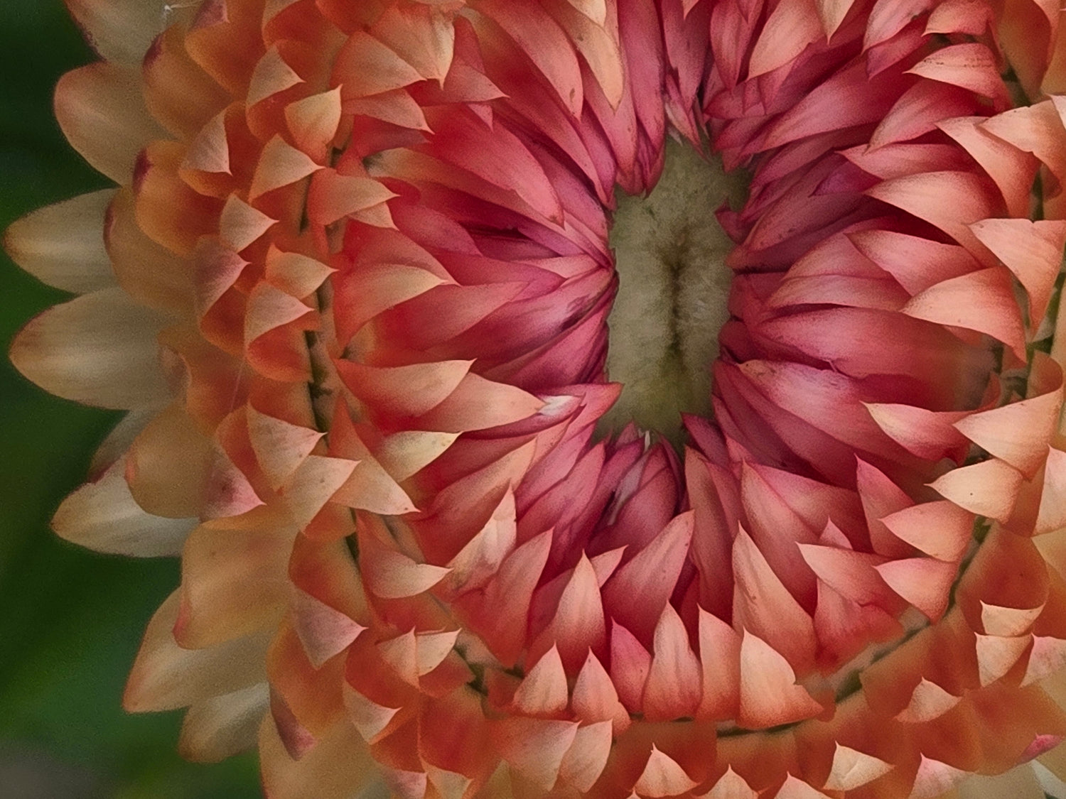 Strawflower