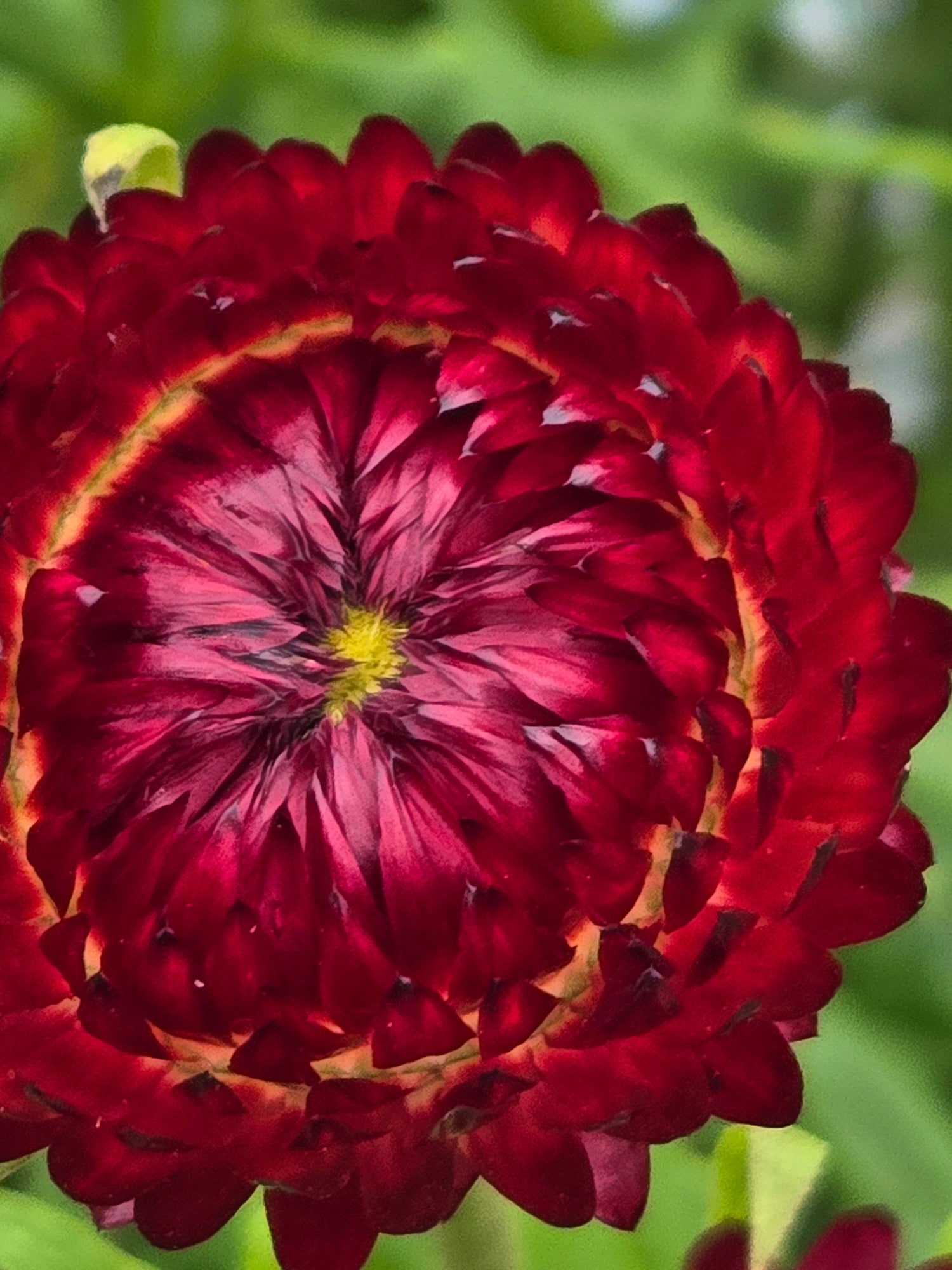 Strawflower