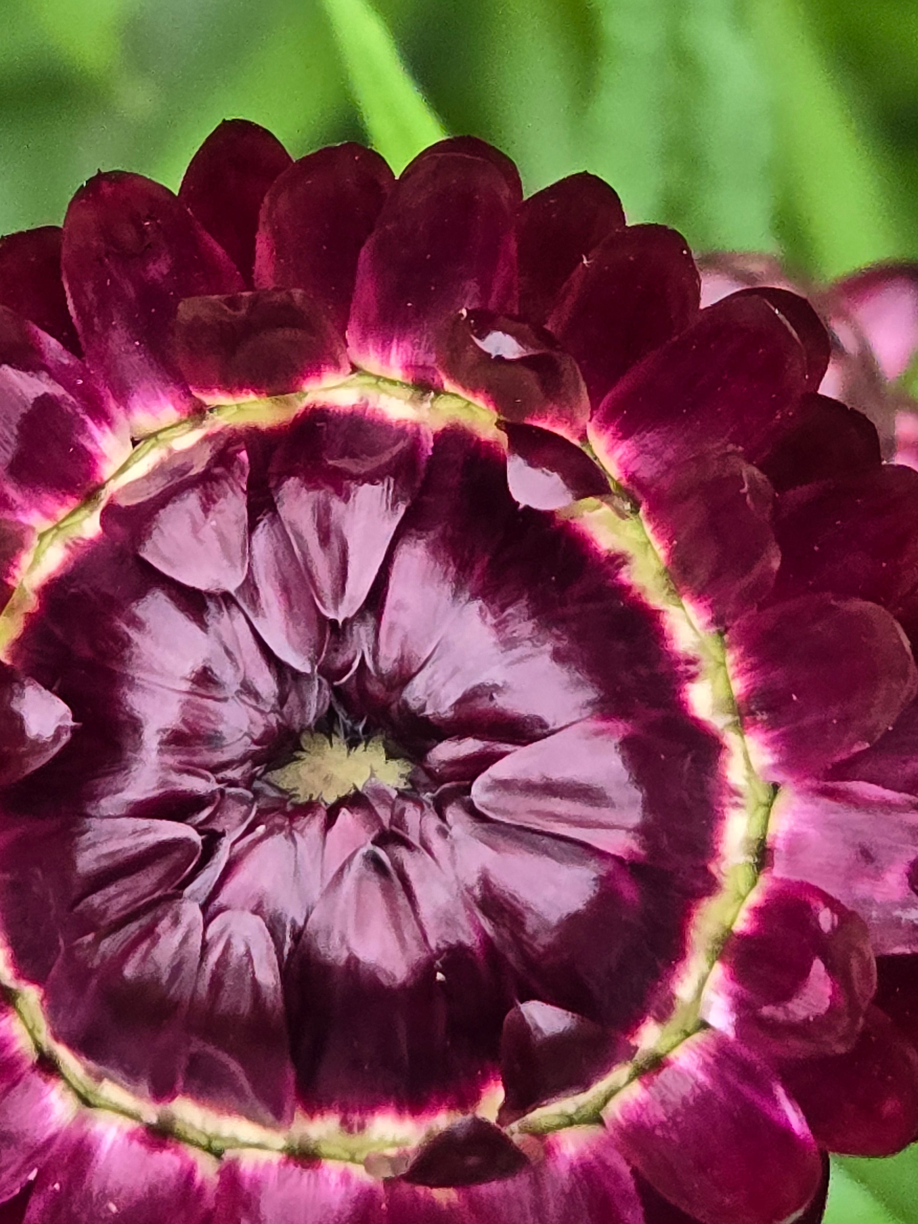 Strawflower