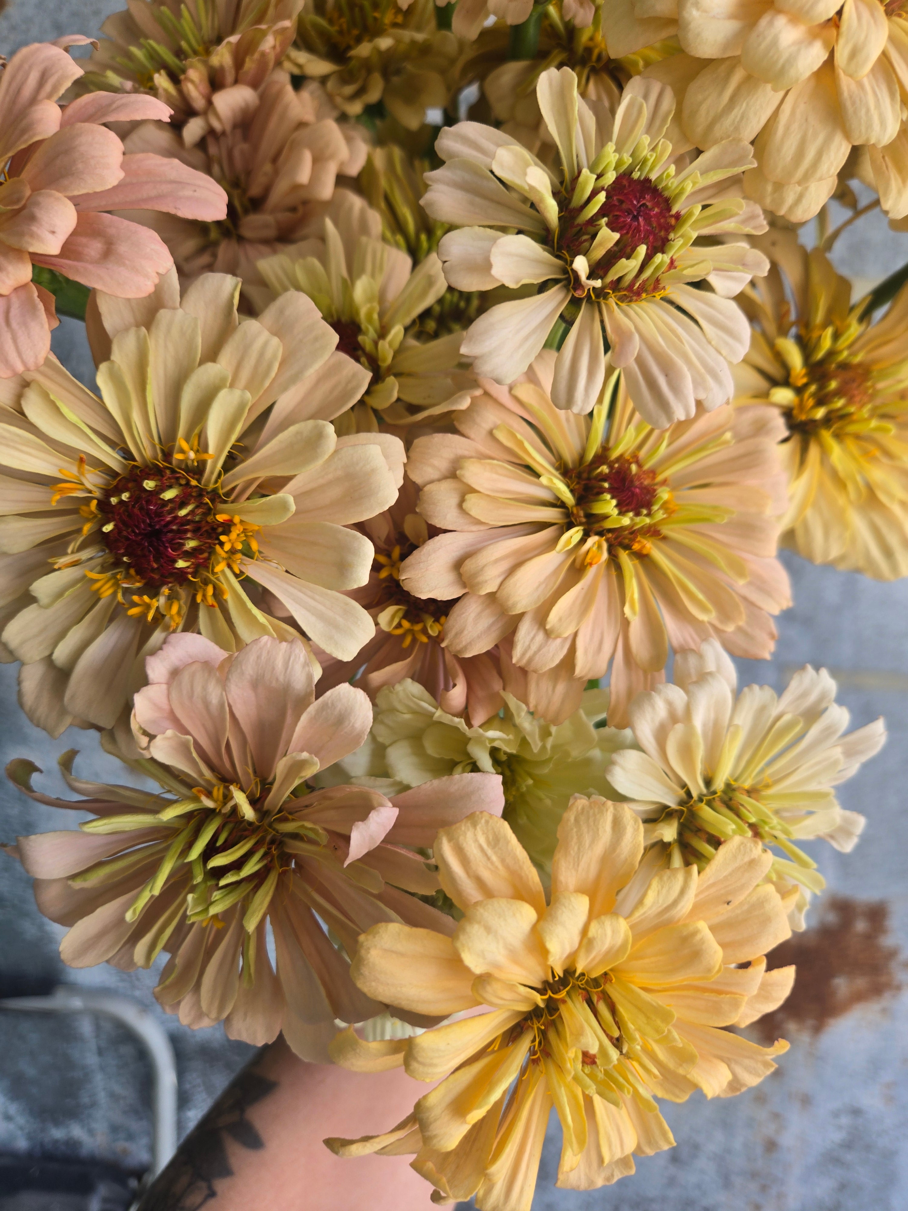 Zinnia Large