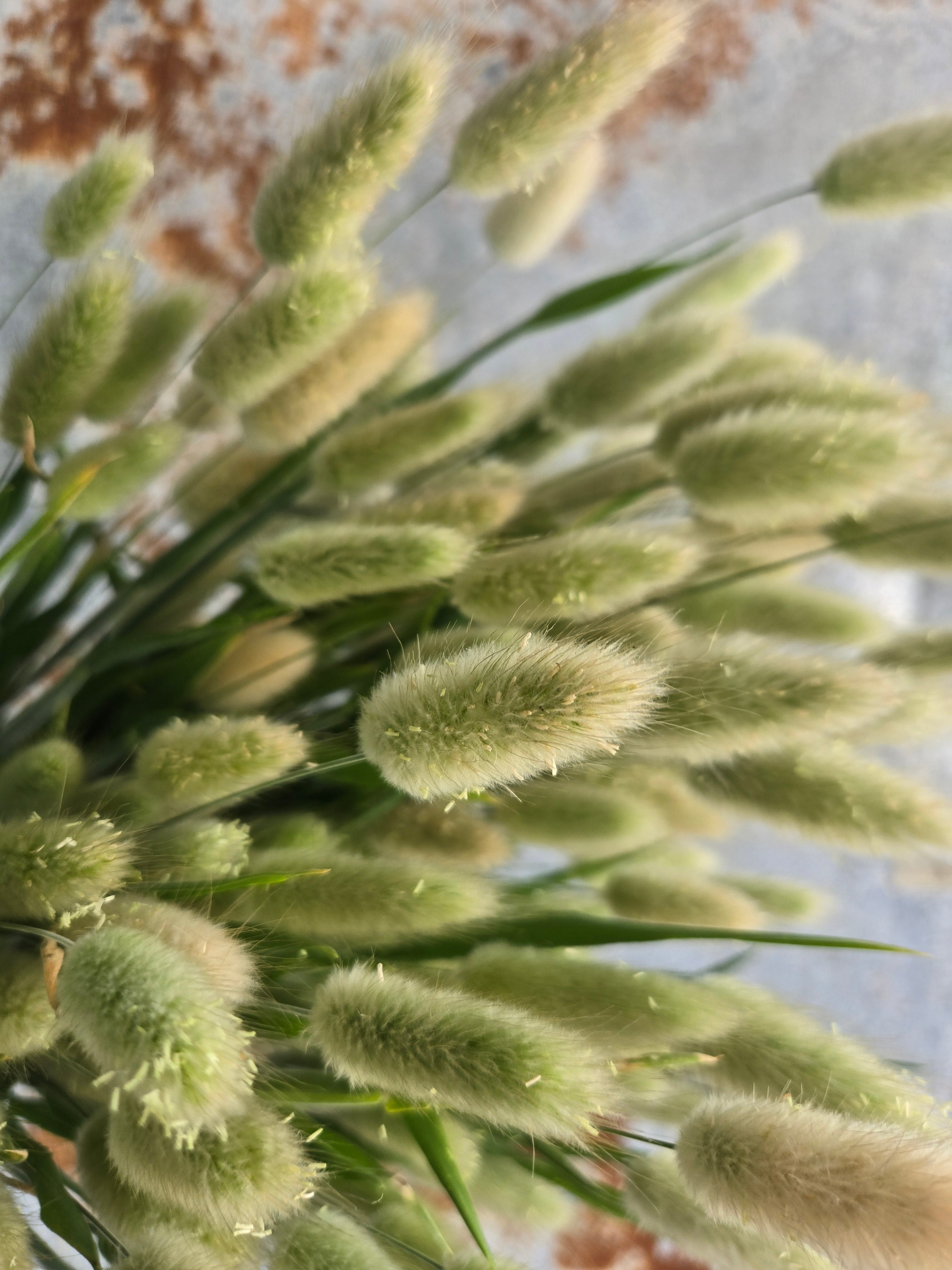 Grass- Bunnytail Hares Grass