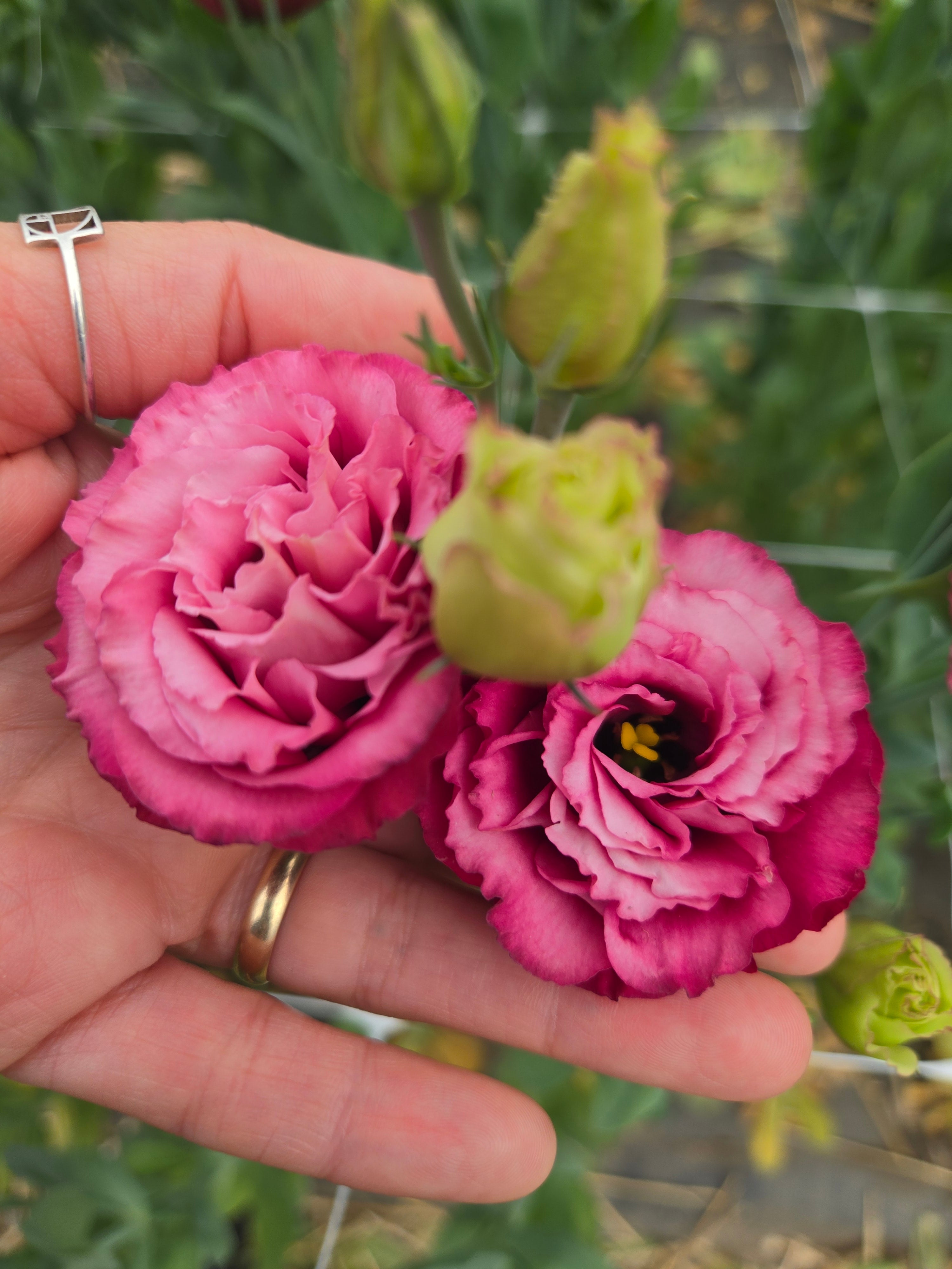 Lisianthus