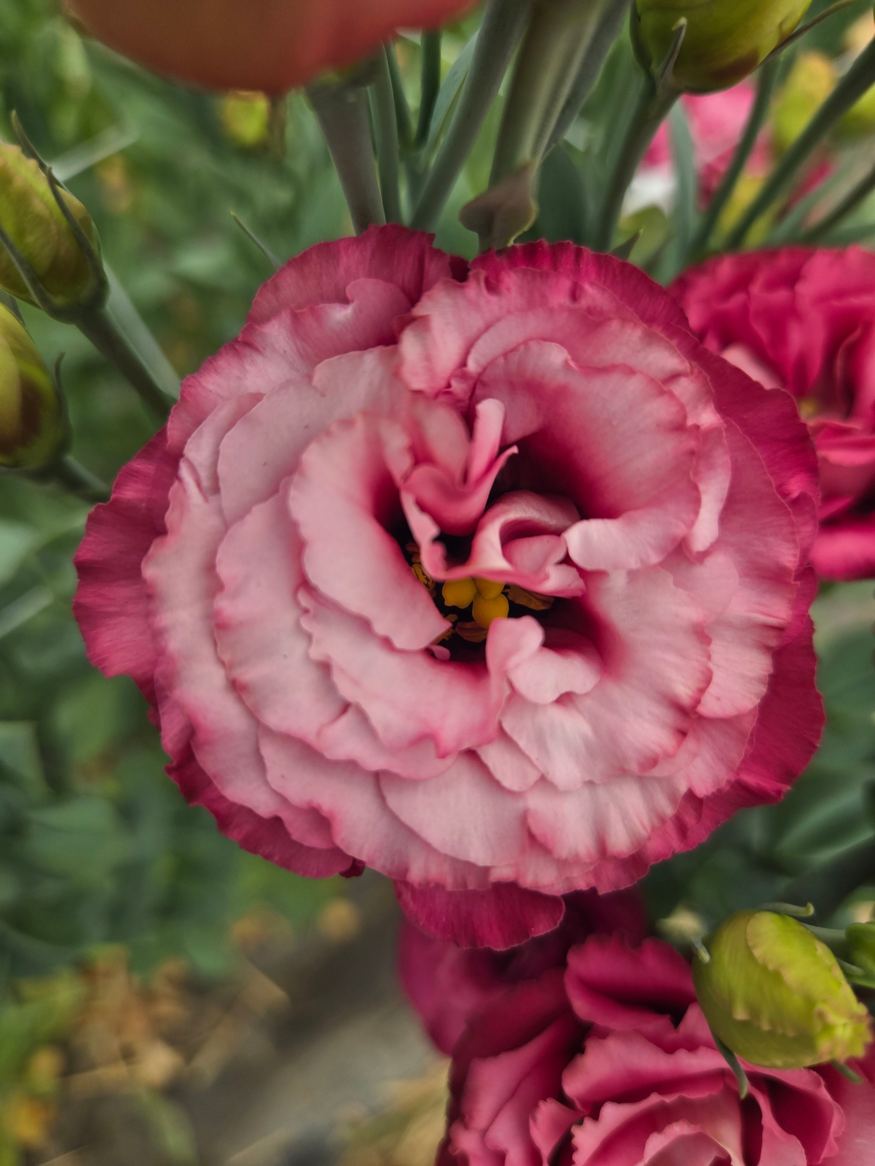 Lisianthus