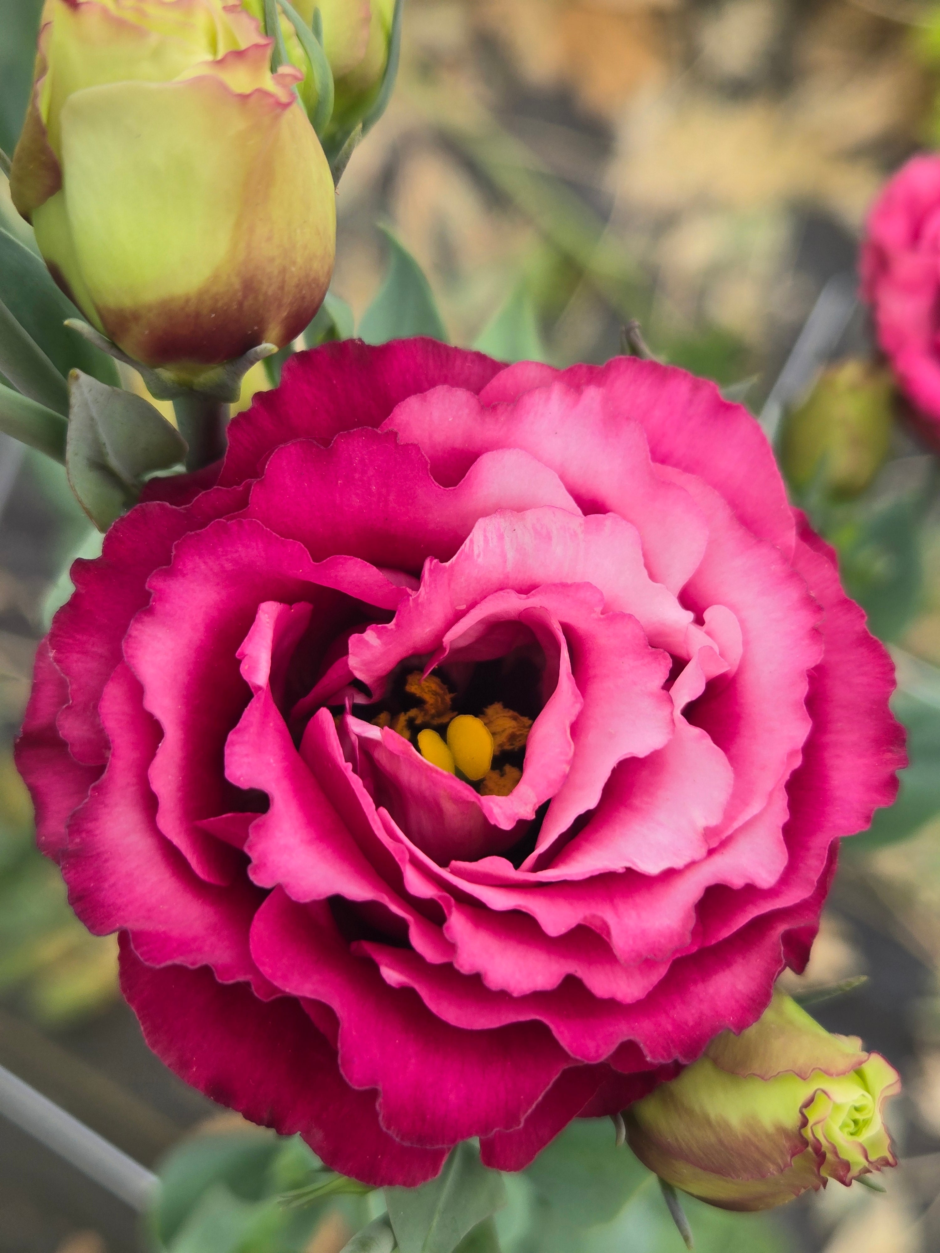 Lisianthus