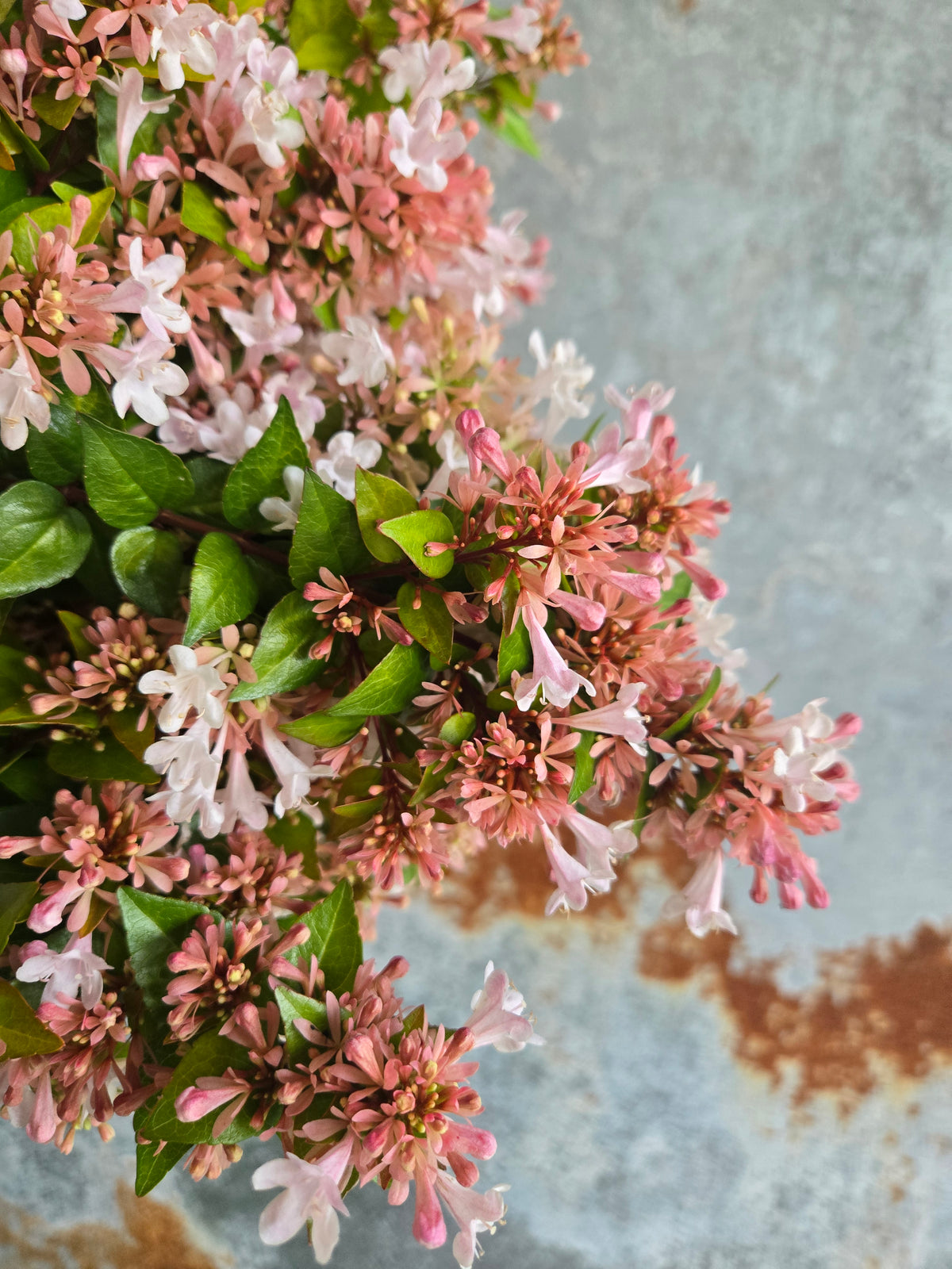 Abelia- Canyon Creek