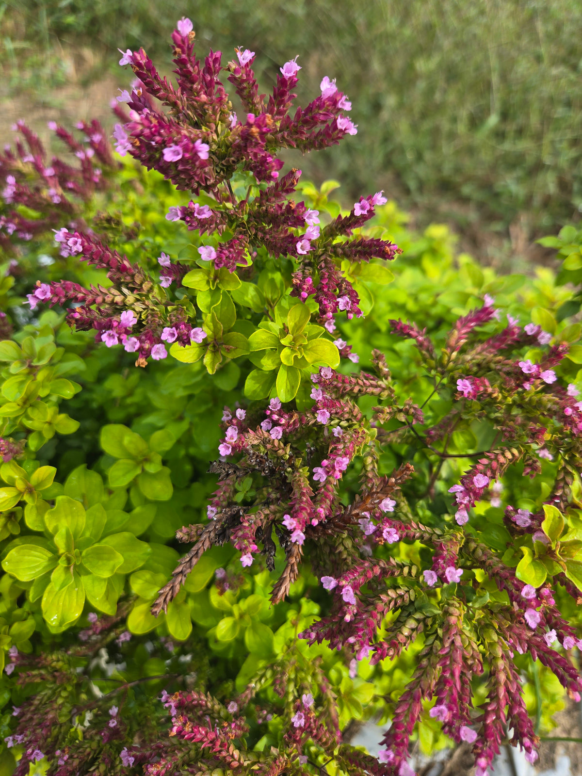 Oregano Flowers
