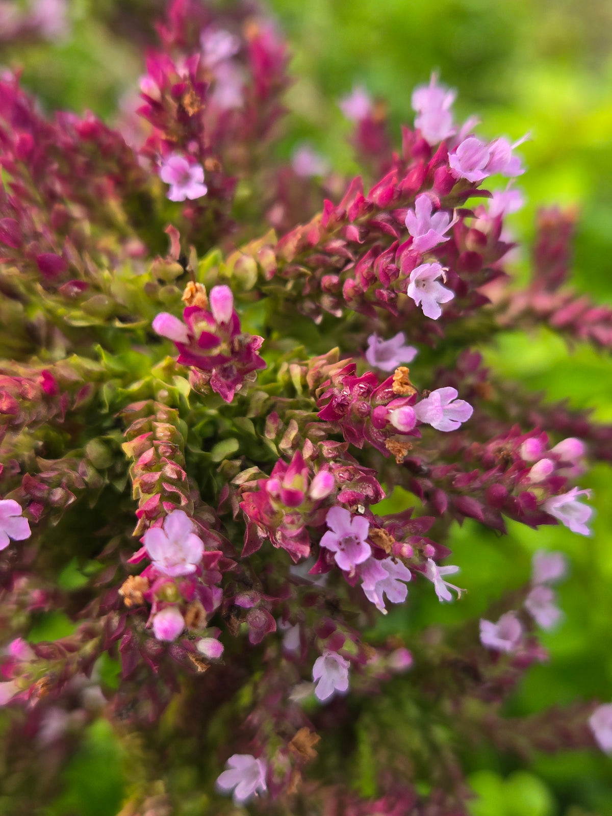 Oregano Flowers