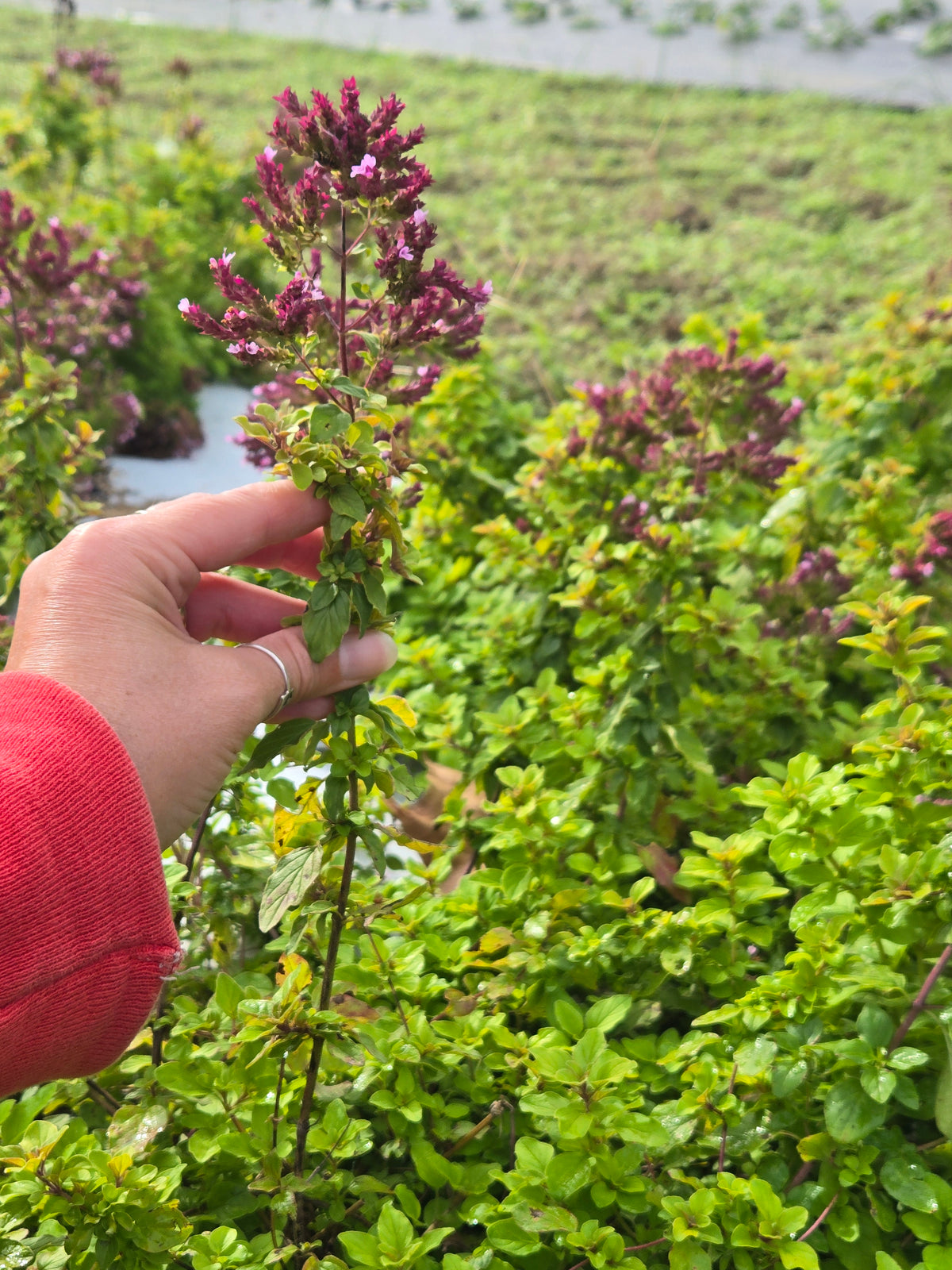 Oregano Flowers