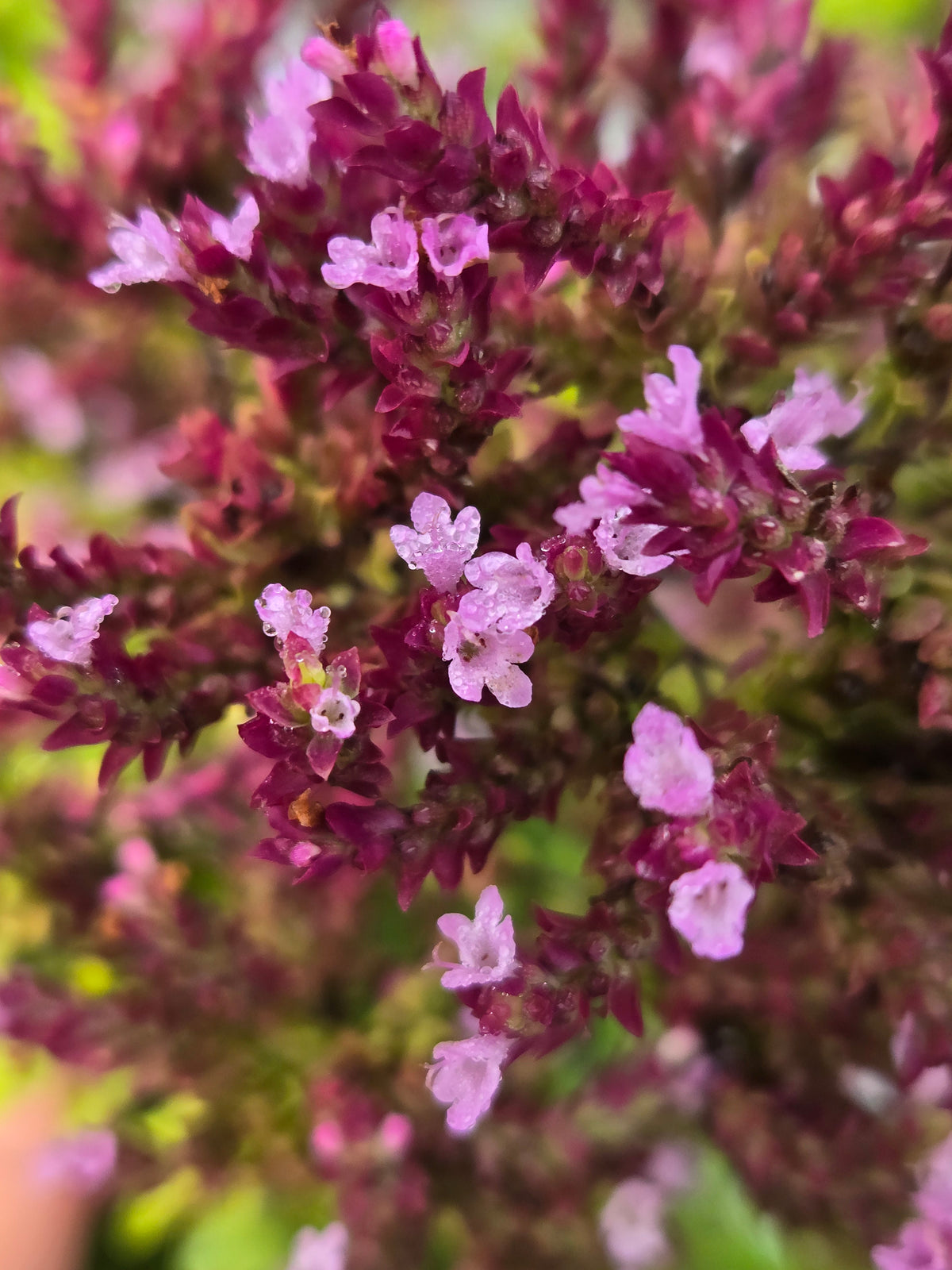 Oregano Flowers