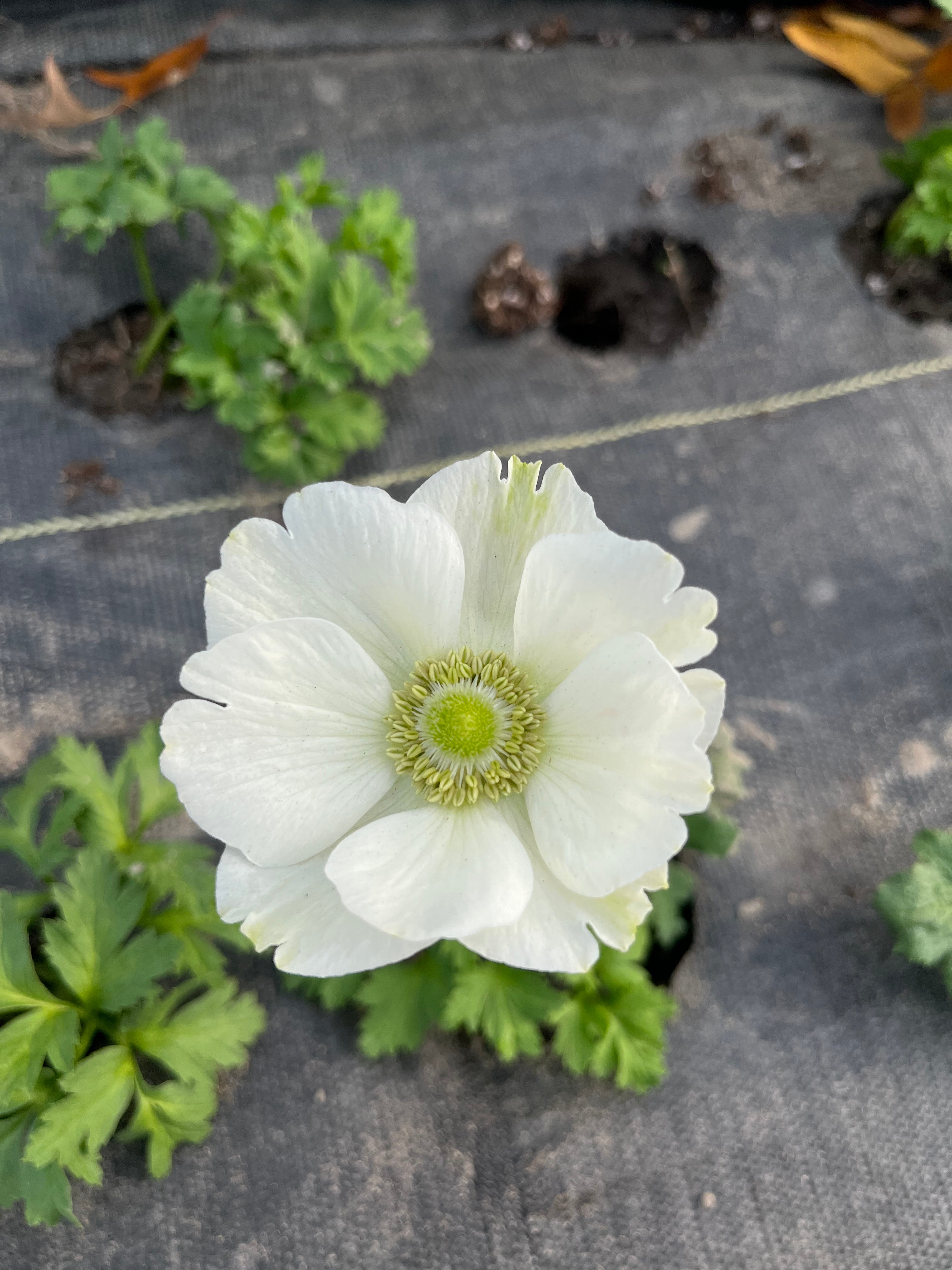 Anemone- Minis