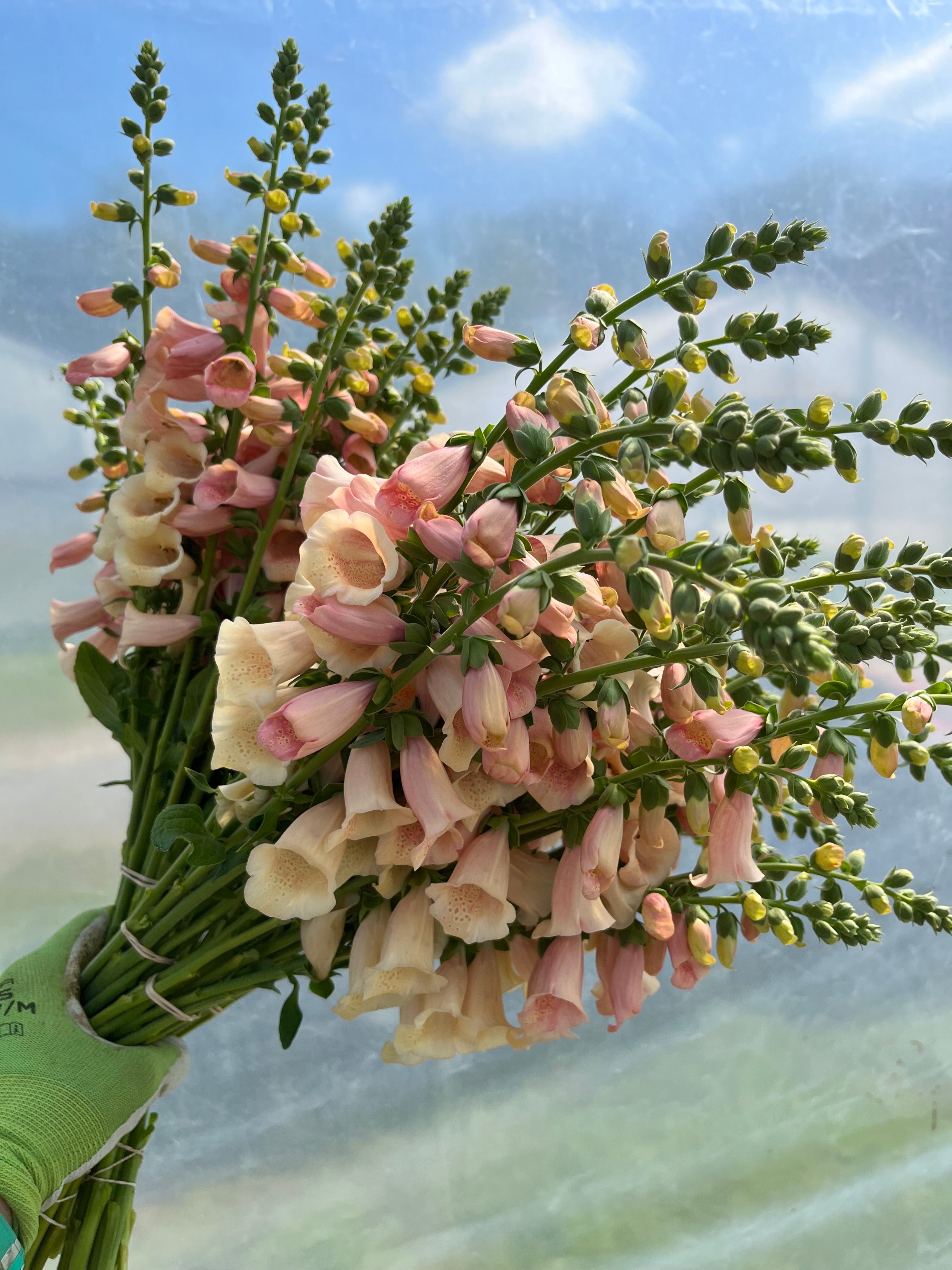 Foxglove