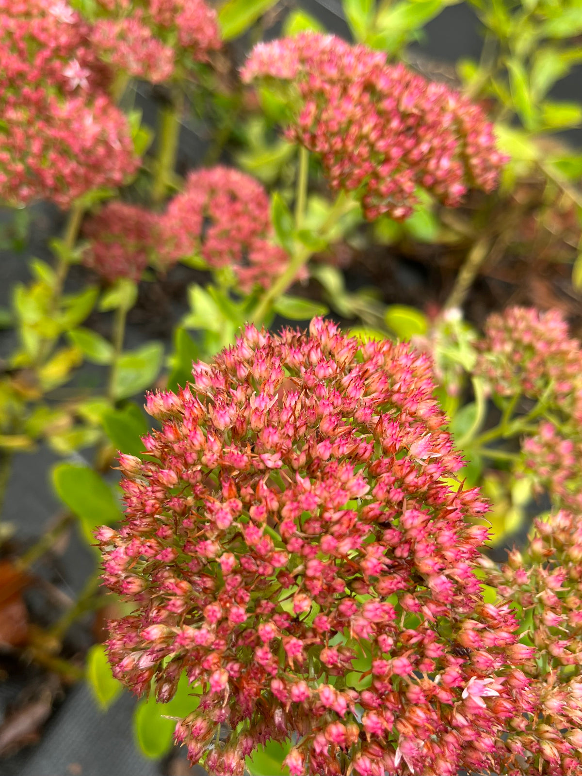 Sedum