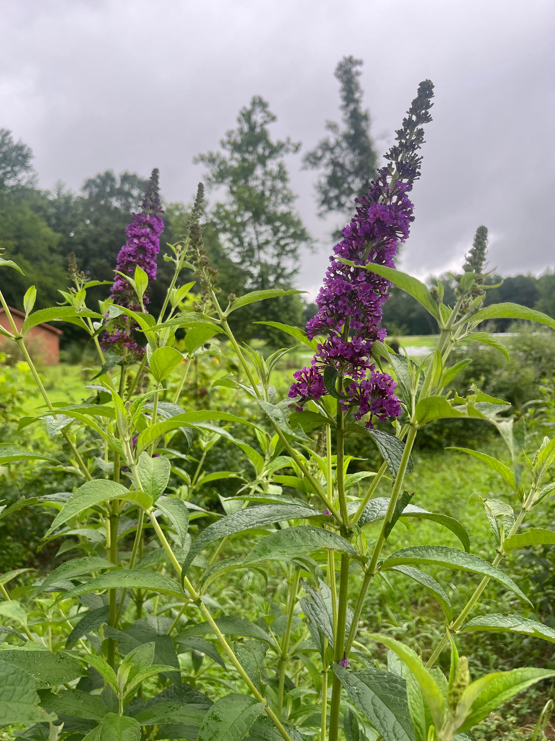 Butterfly Bush