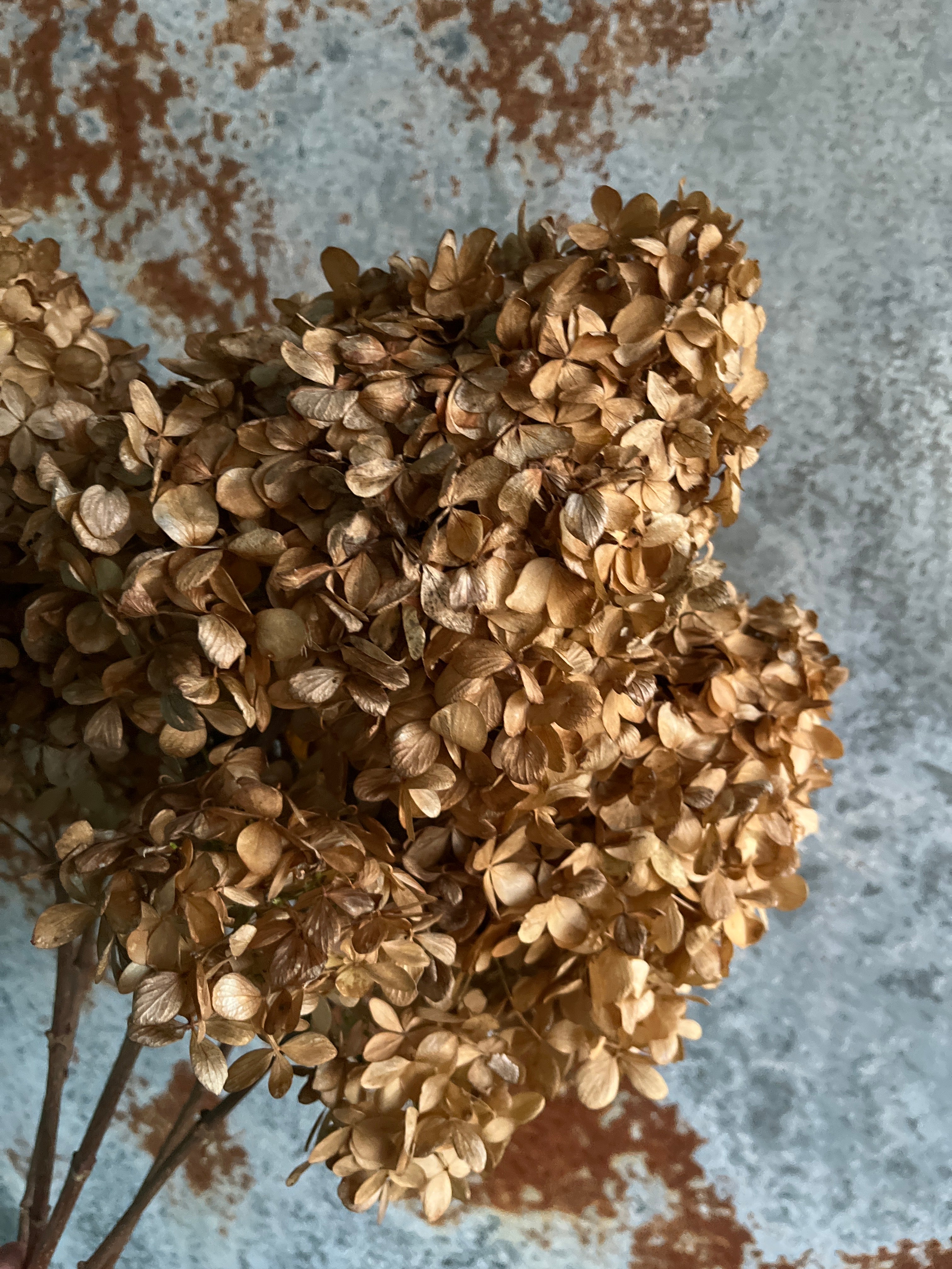 Hydrangea - DRIED