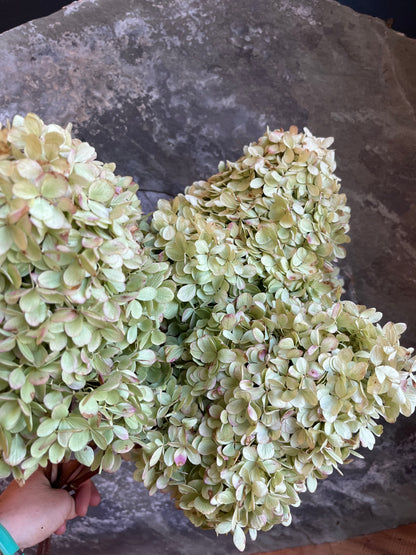 Hydrangea - DRIED