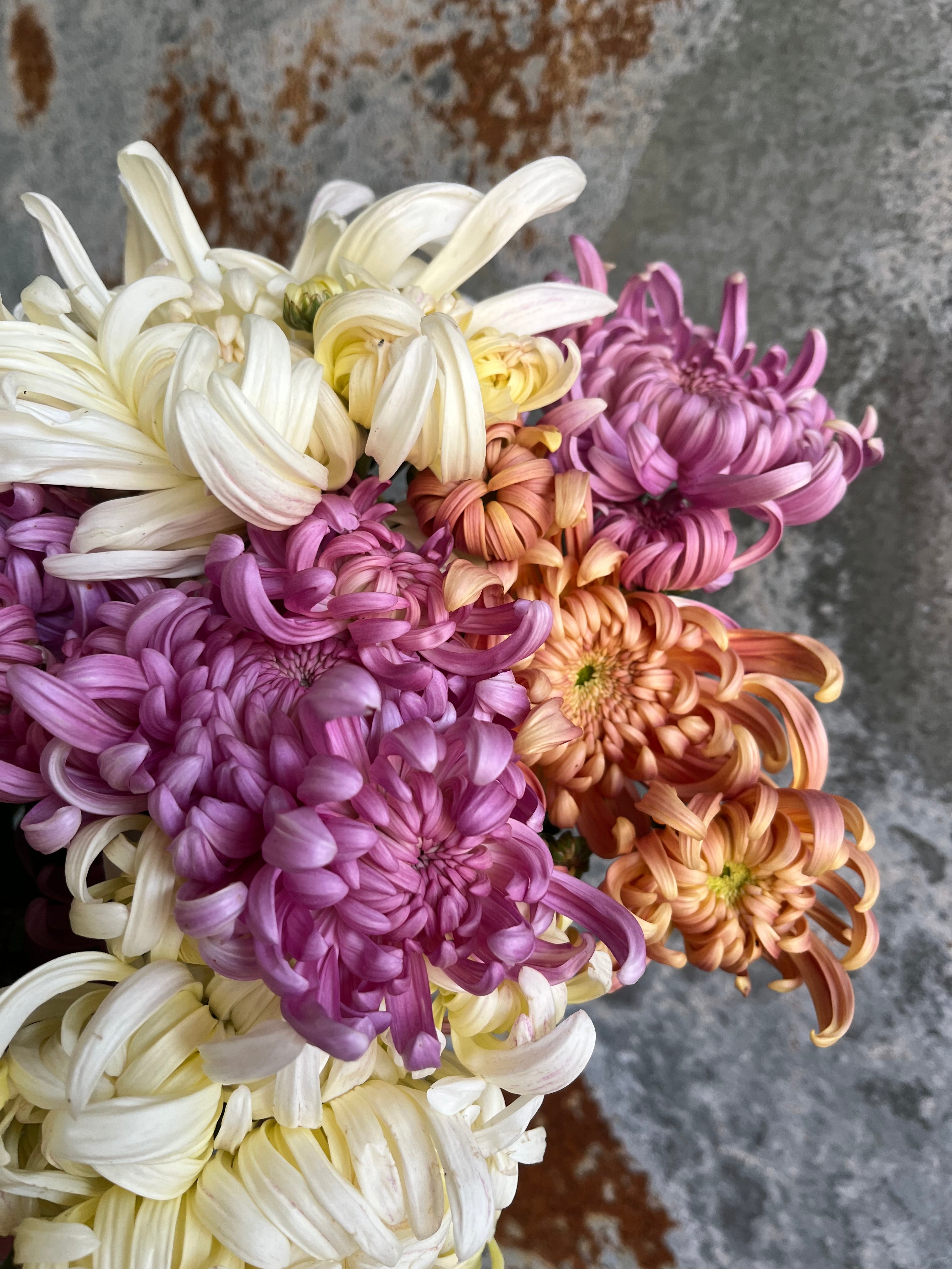 Chrysanthemum