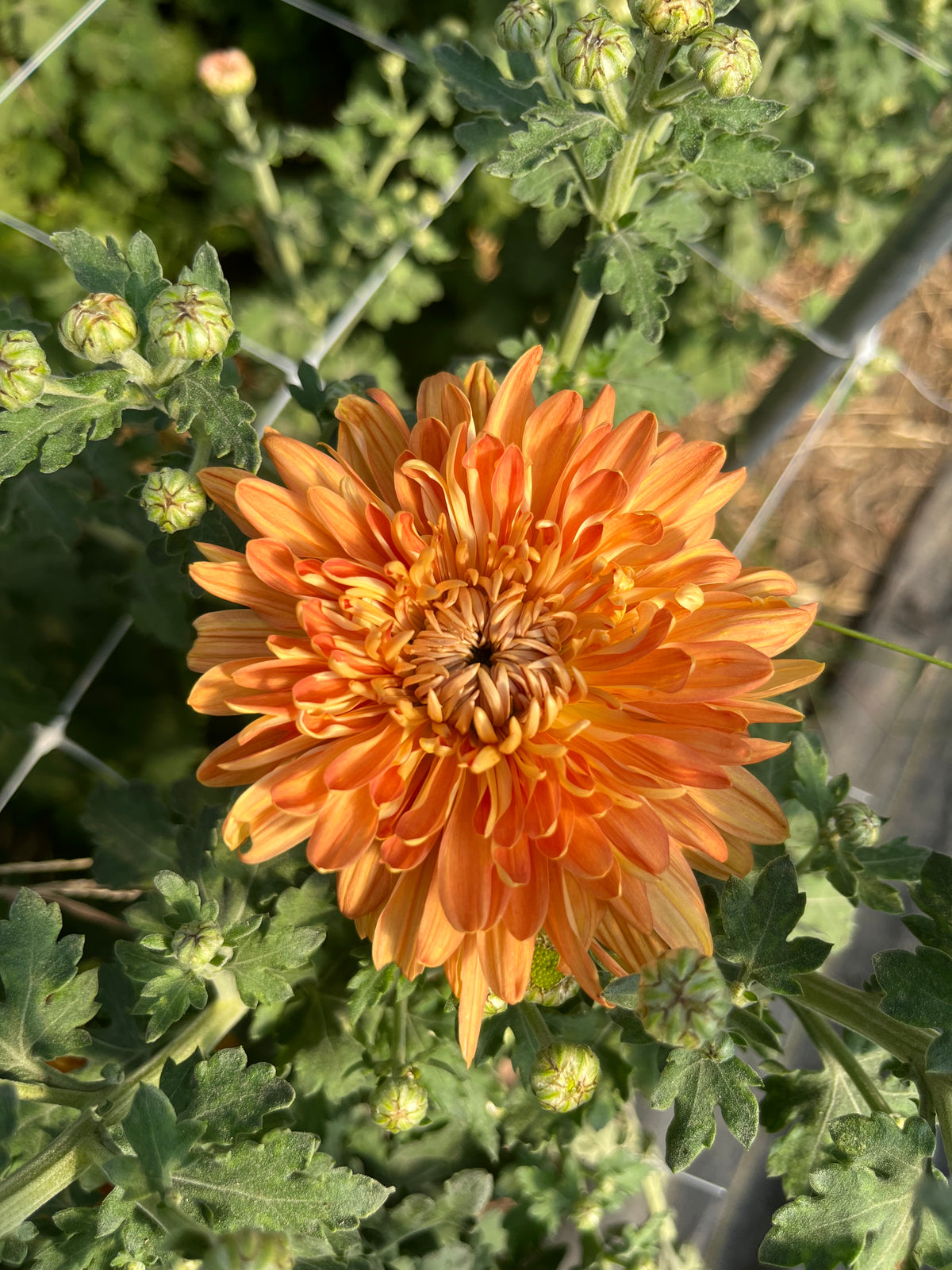Chrysanthemum