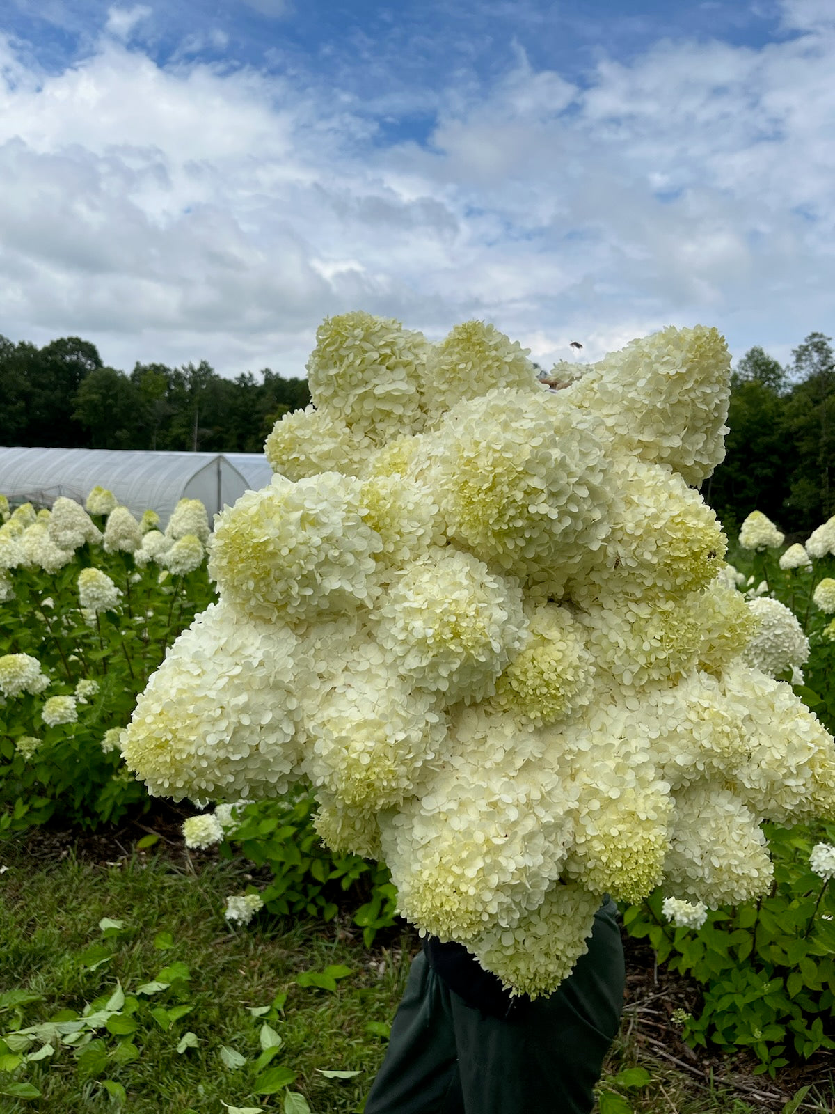 Hydrangea