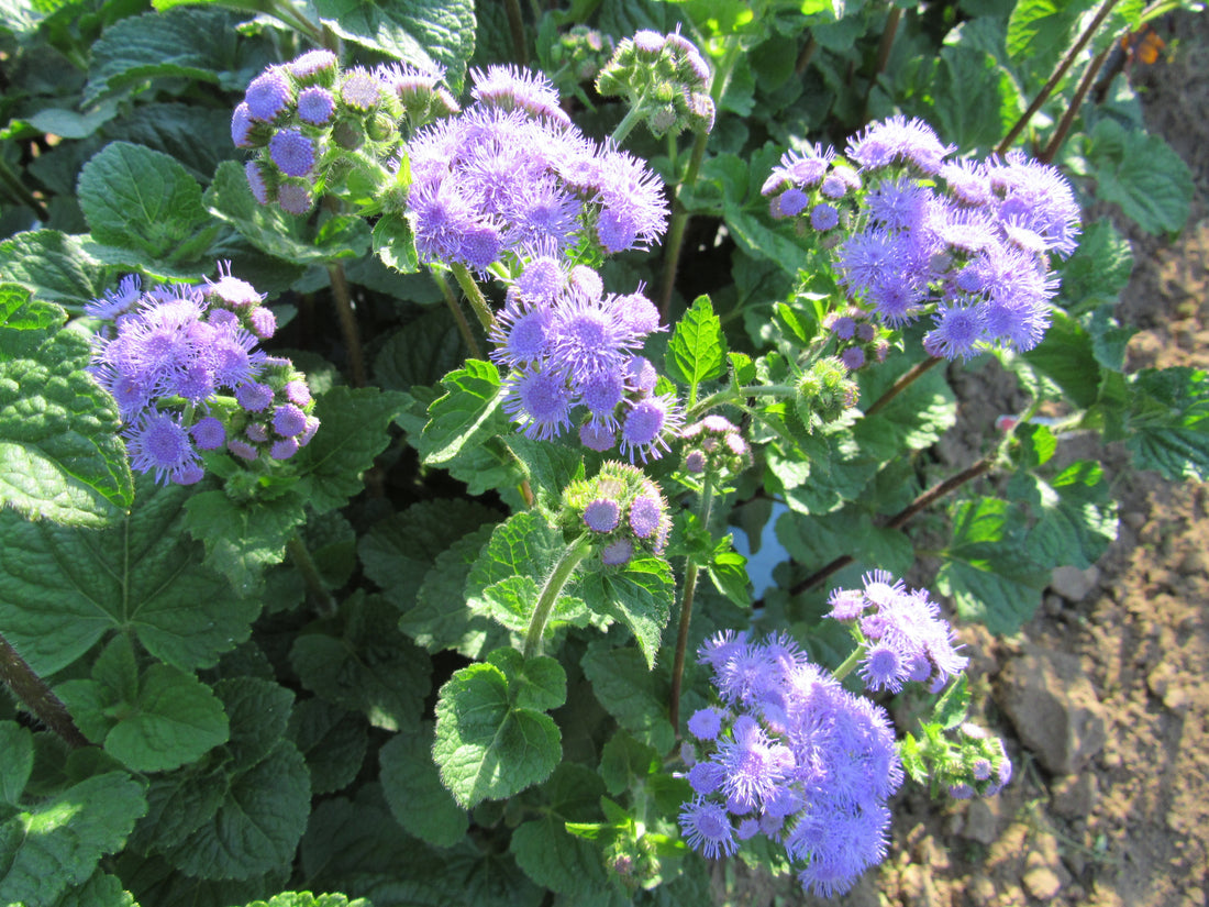 Ageratum