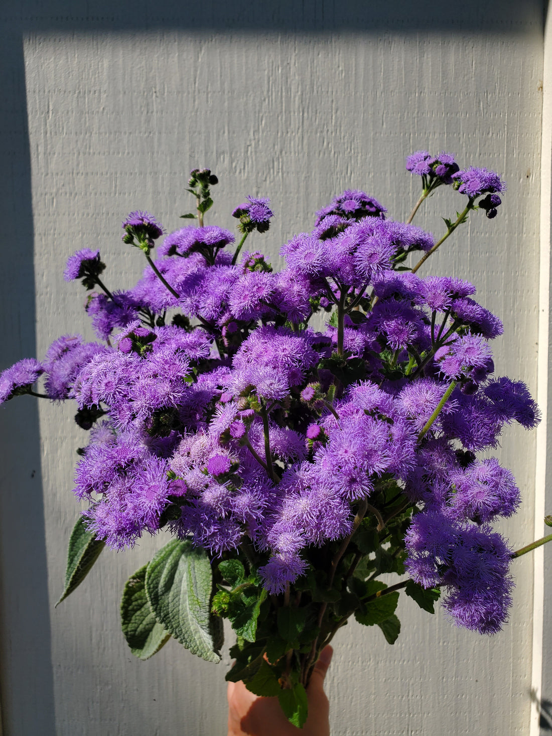 Ageratum