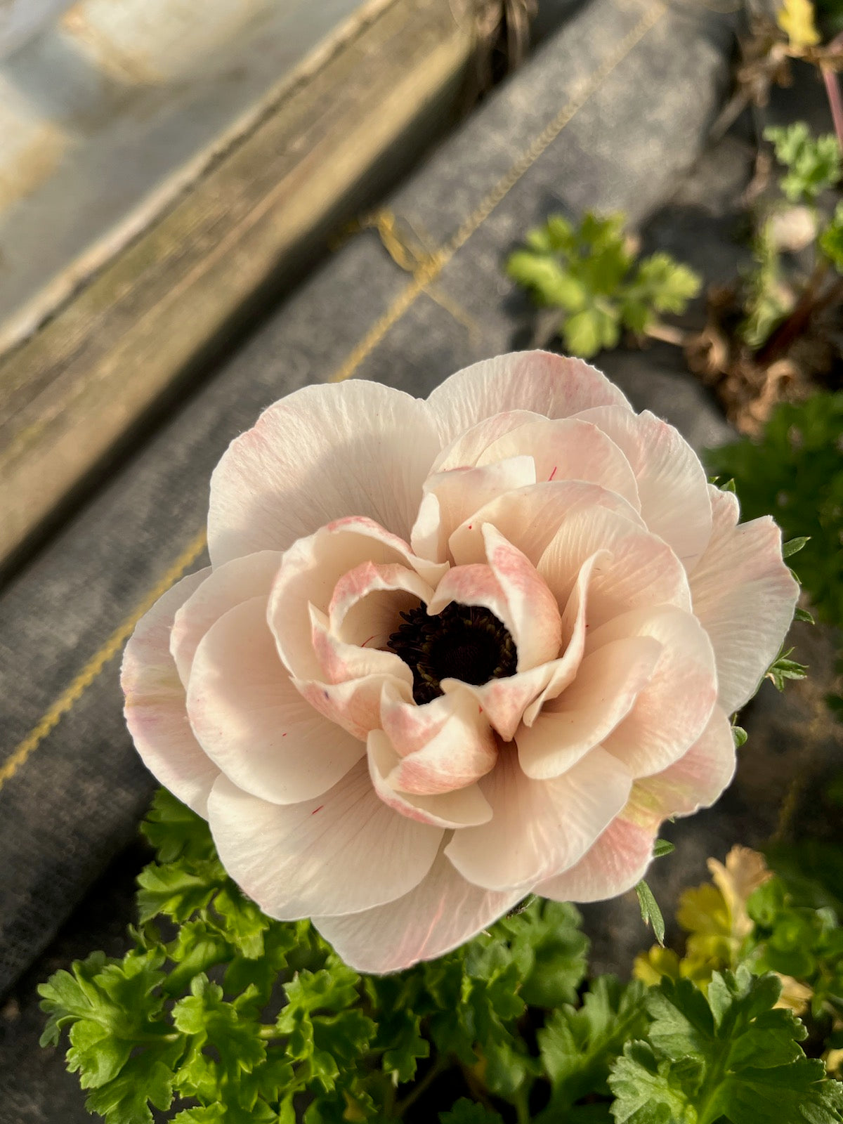 Anemone