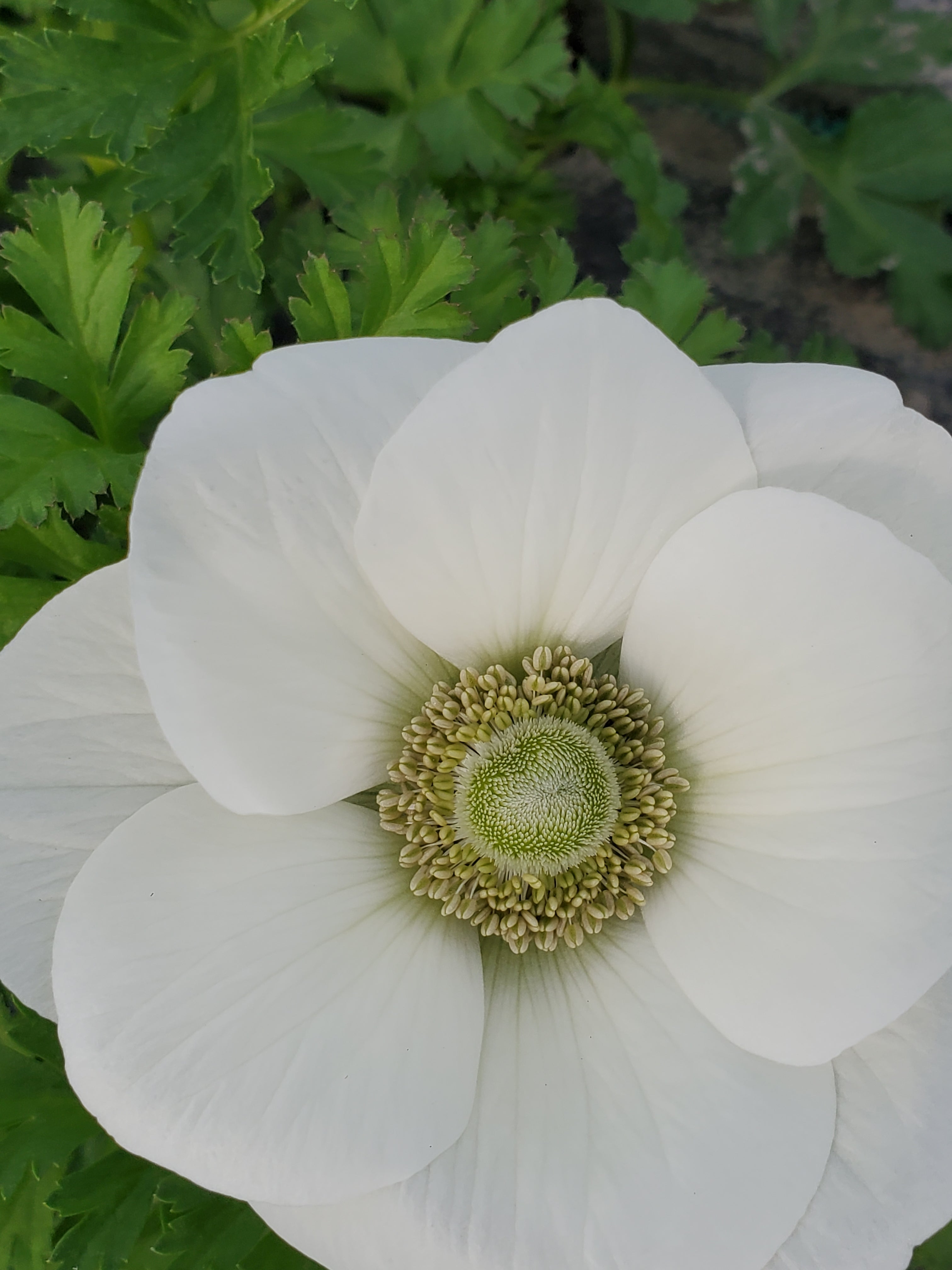 Anemone