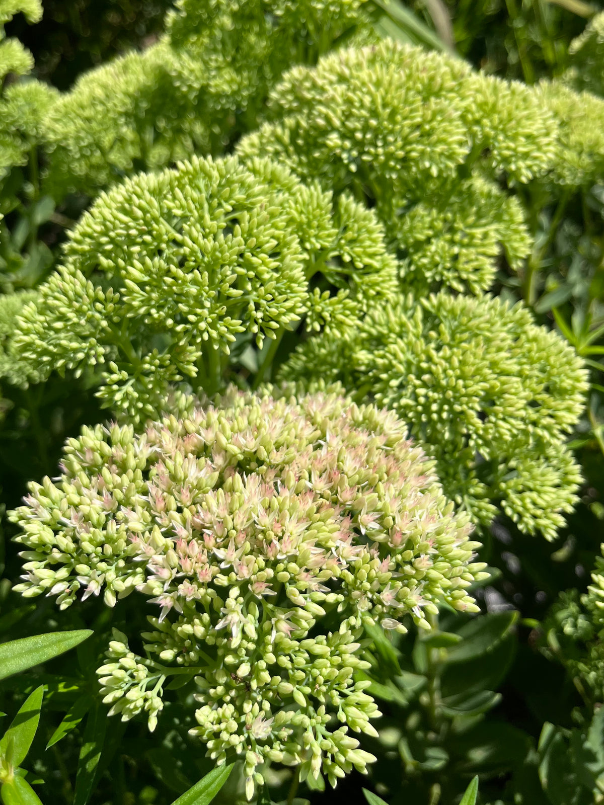 Sedum