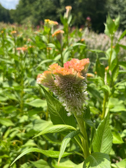 Coxcomb- Fan Forms