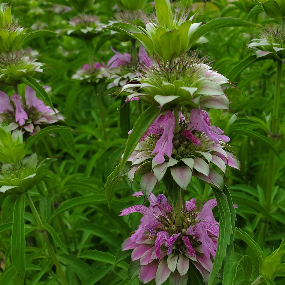 Monarda