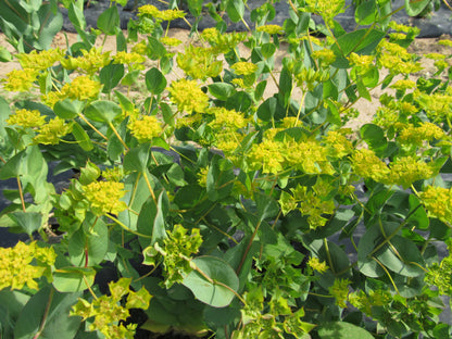 Bupleurum