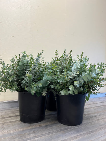 Eucalyptus