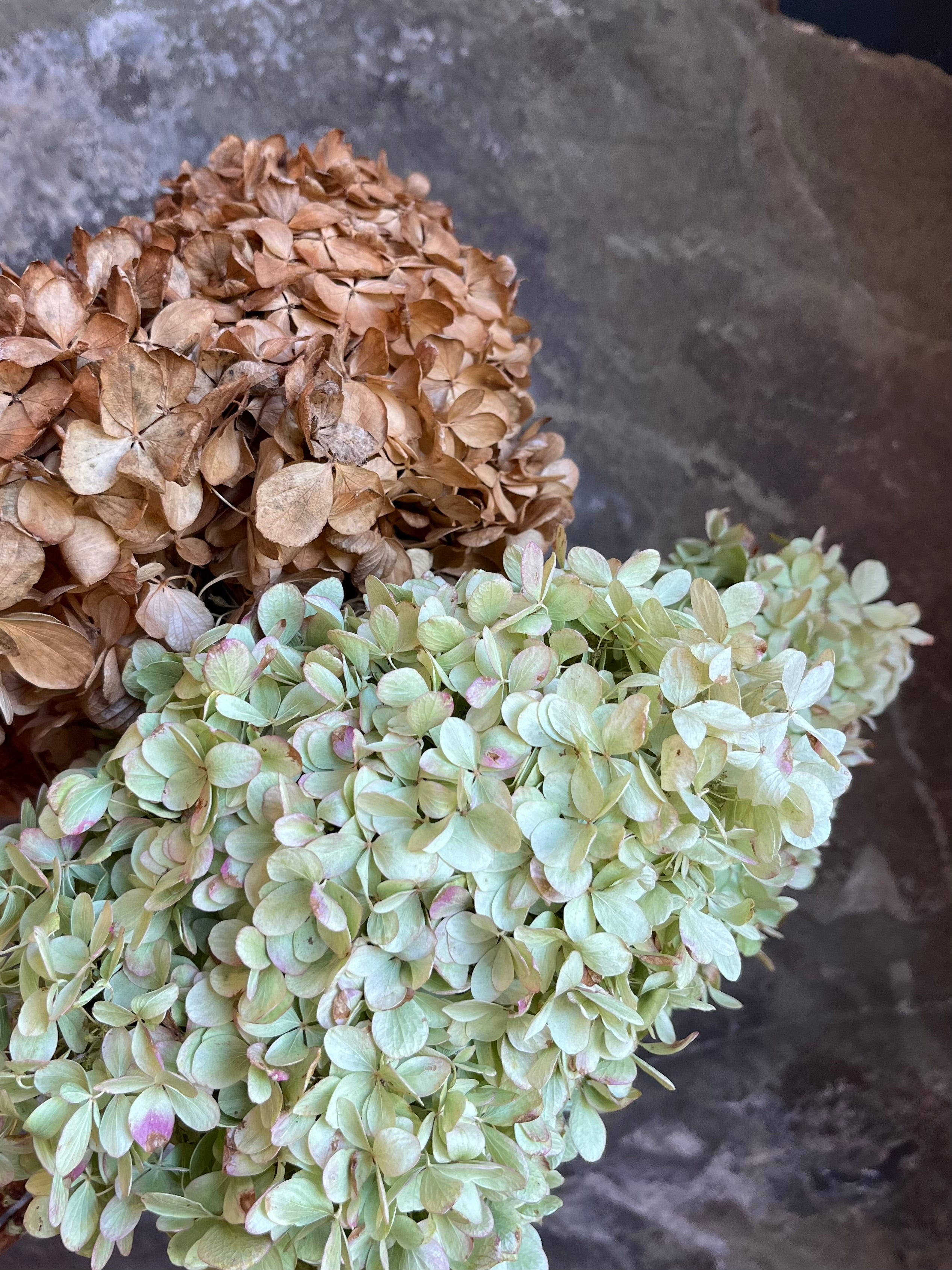 Hydrangea - DRIED