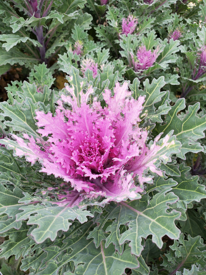 Cabbage- Ornamental