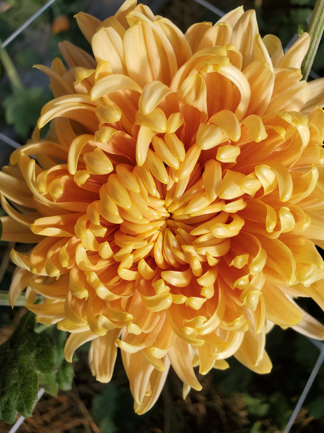 Chrysanthemum