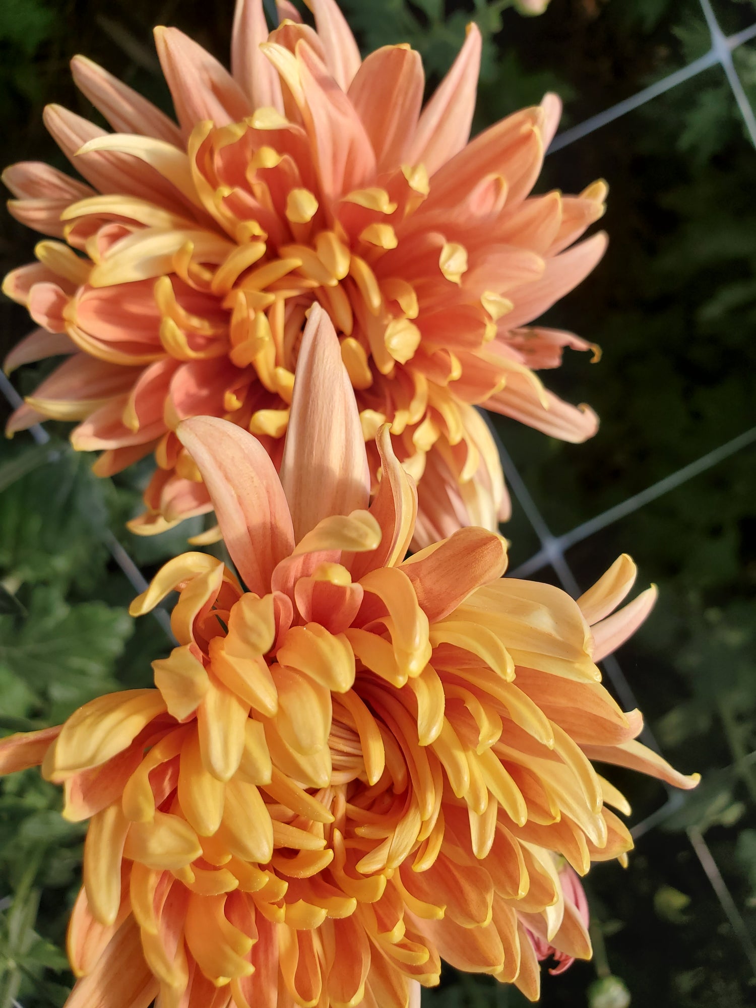 Chrysanthemum
