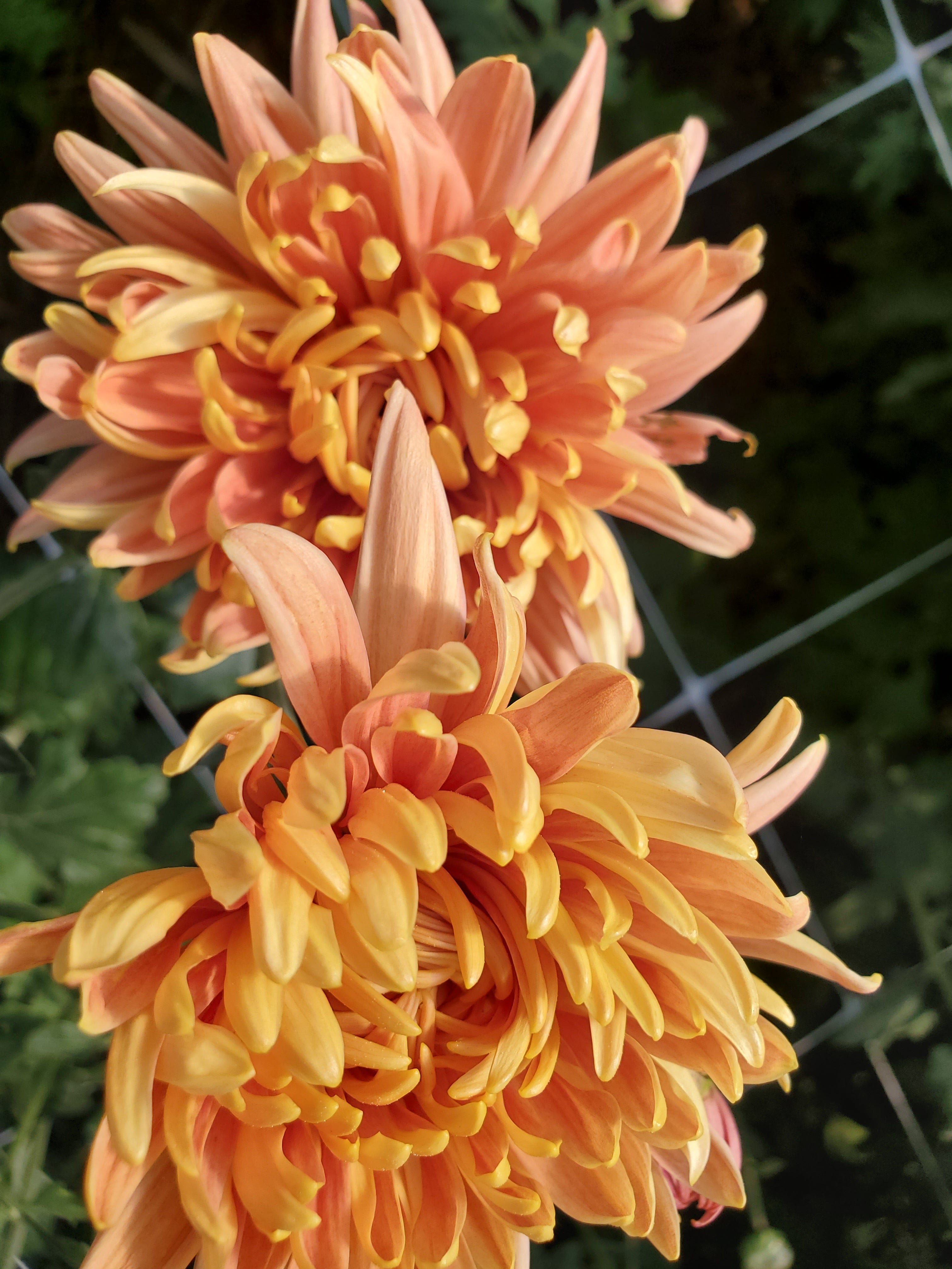 Chrysanthemum