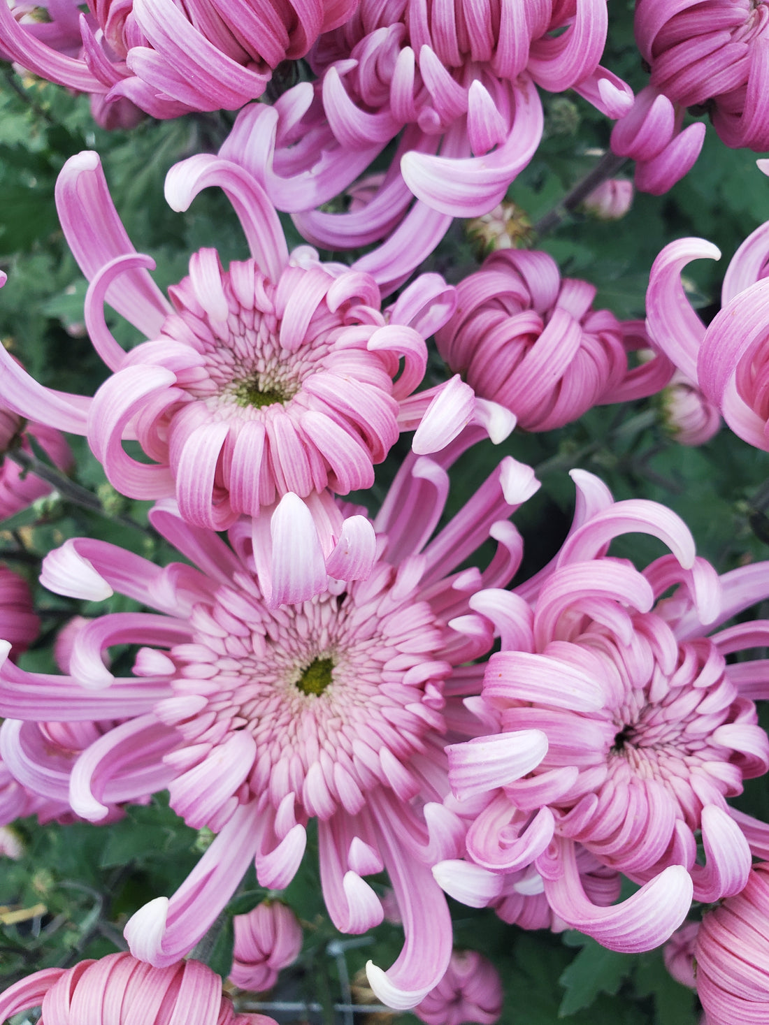 Chrysanthemum