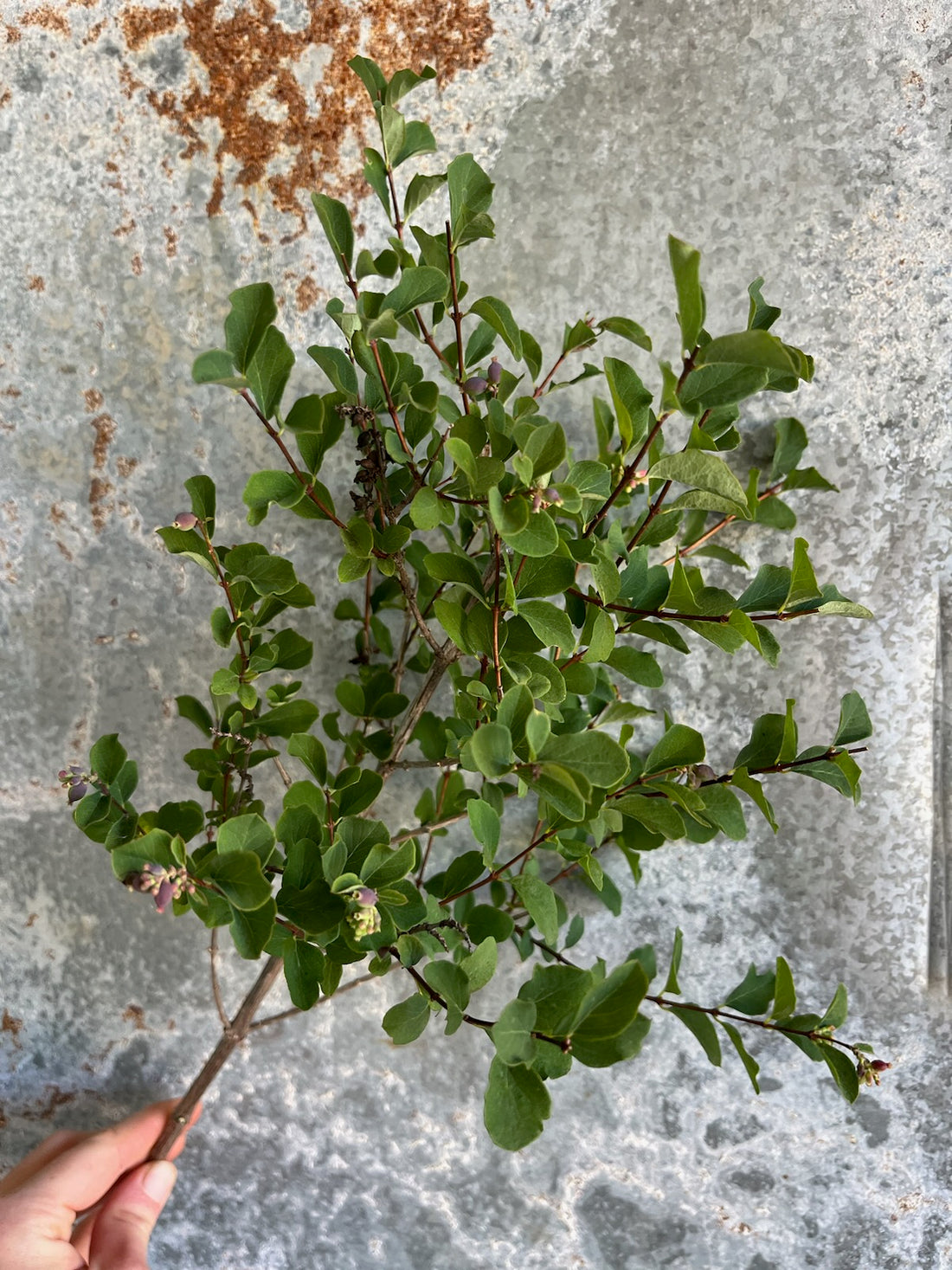Coralberry Foliage