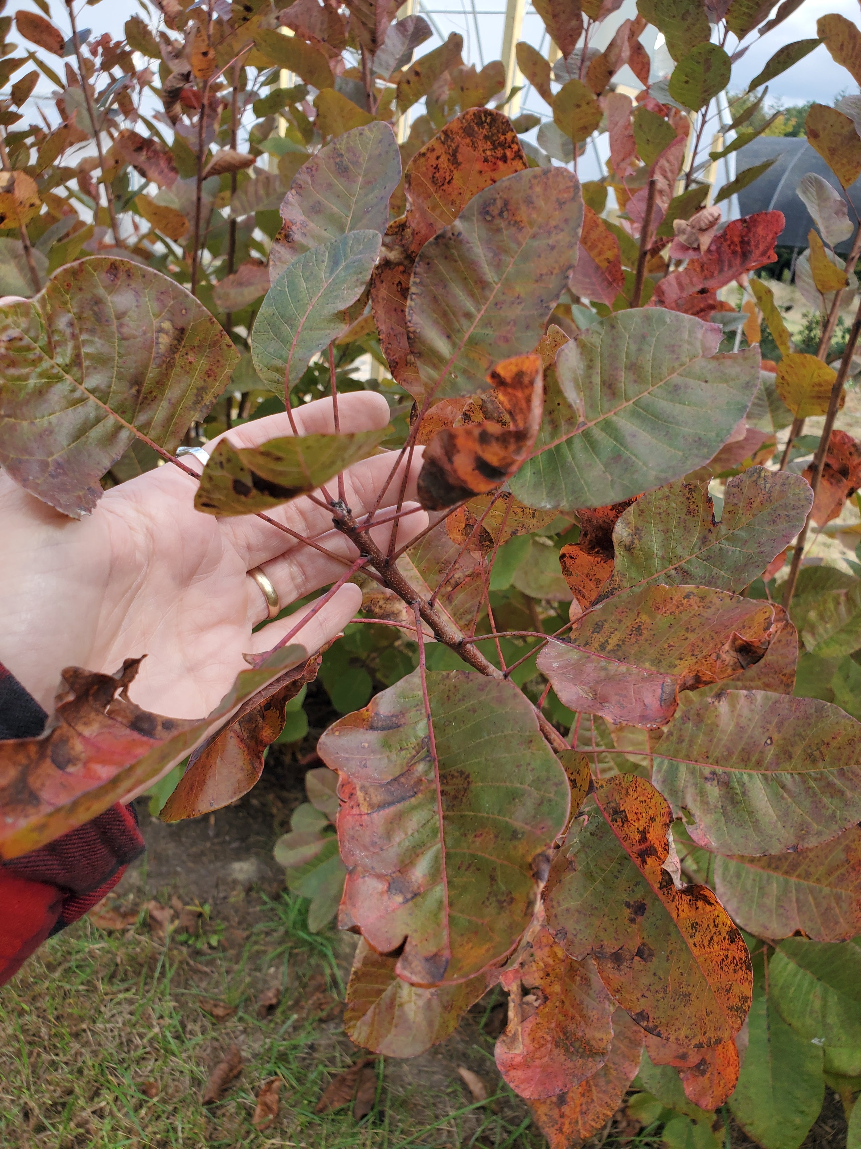 Fall Foliage