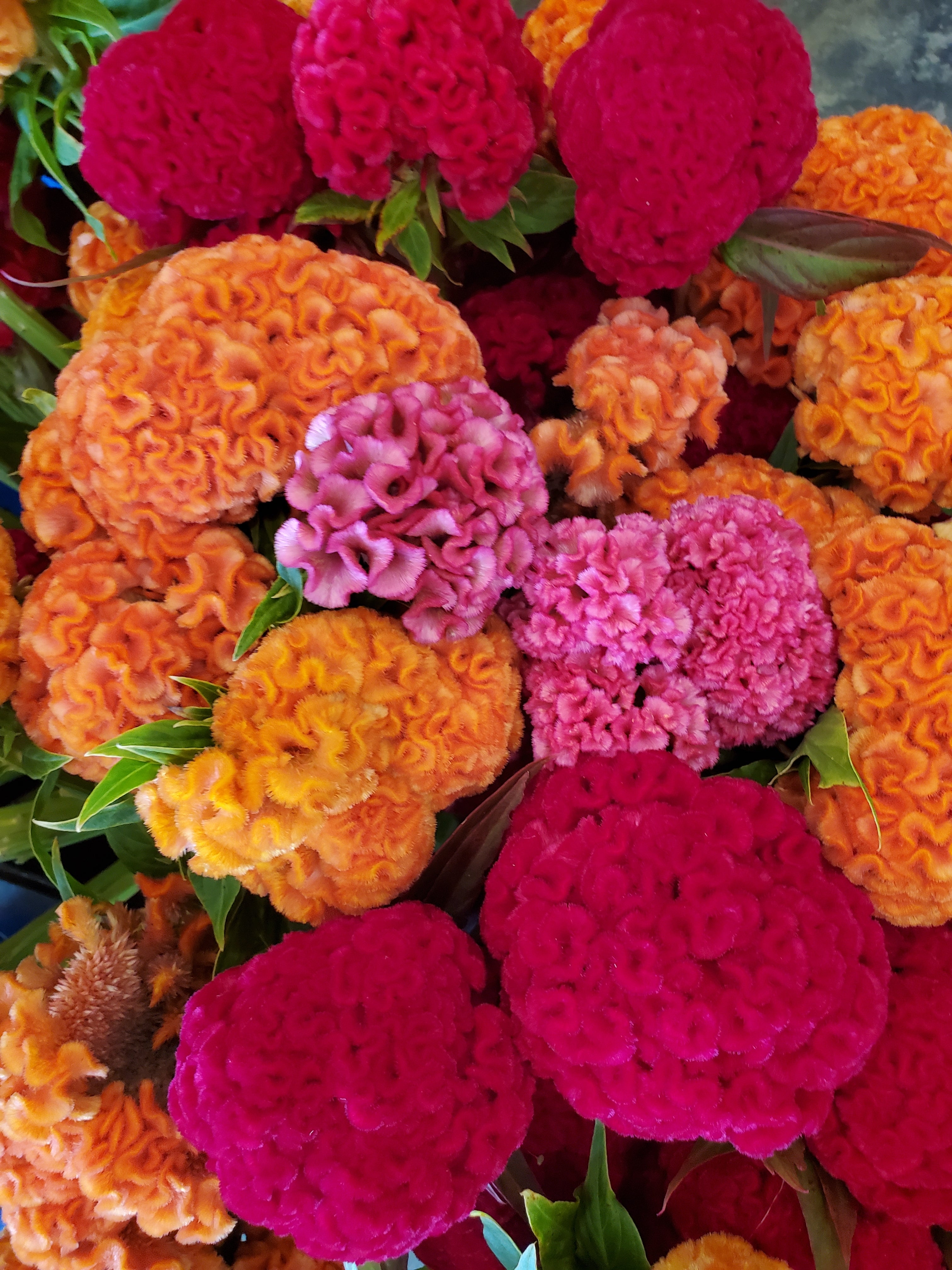 Coxcomb Wind Haven Farms : Coxcomb Large