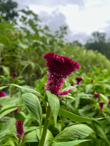 Coxcomb Coxcomb- Fan Forms – Wind Haven Farm