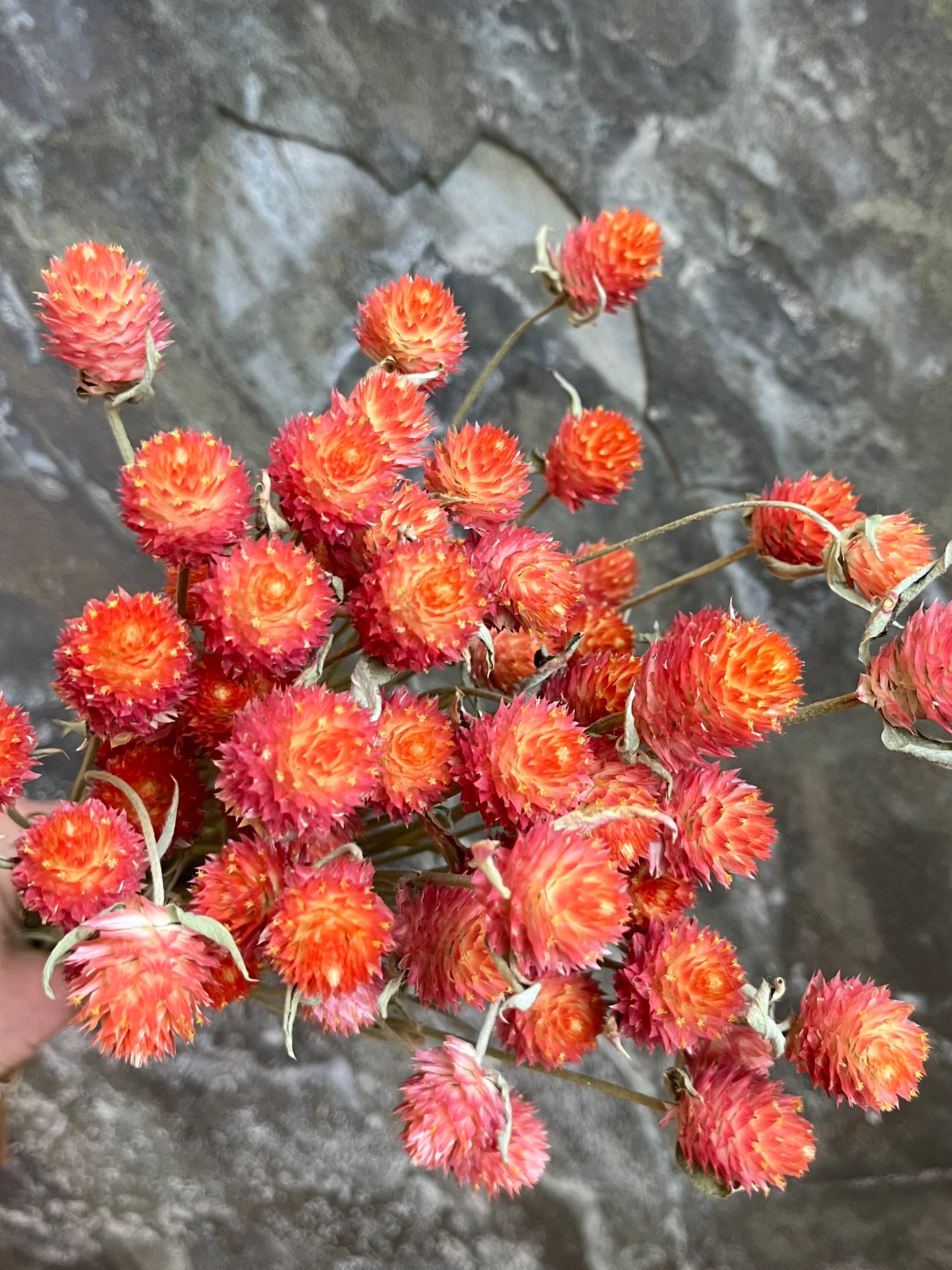 Gomphrena - DRIED