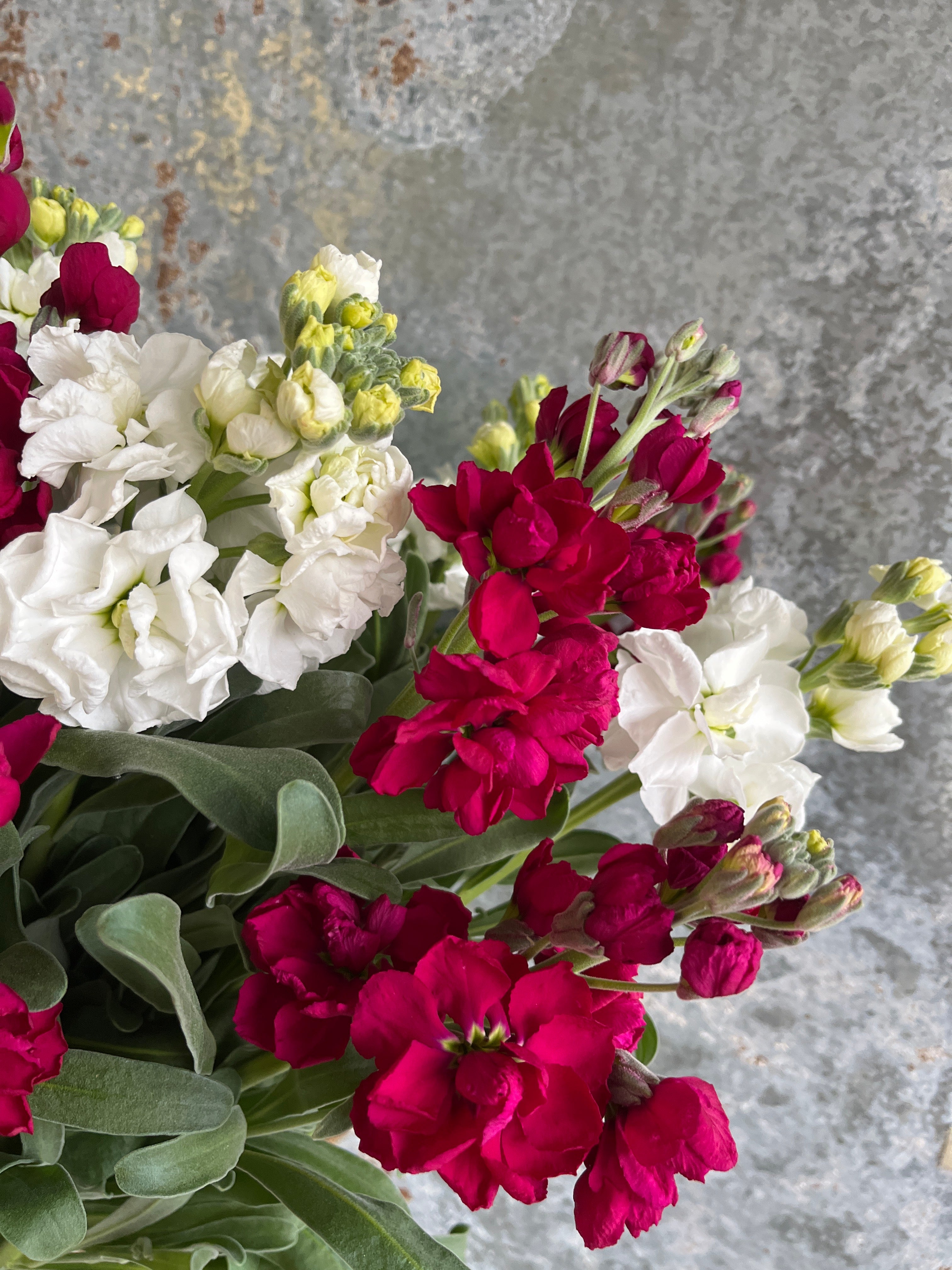 {"loading" => "lazy", "id" => "Thumbnail-template--15485079421005__main-33", "sizes" => "(min-width: 1440px) calc((737 - 4rem) / 4), (min-width: 990px) calc((55.0vw - 4rem) / 4), (min-width: 750px) calc((100vw - 15rem) / 8), calc((100vw - 14rem) / 3)", "widths" => "54, 74, 162, 208, 324, 416", "alt" => "Stock"}