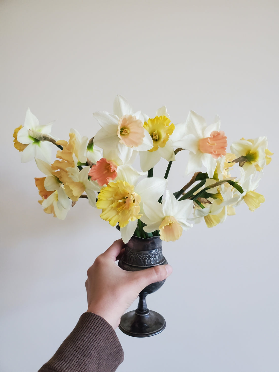 Daffodils/Narcissus- Specialty Mix