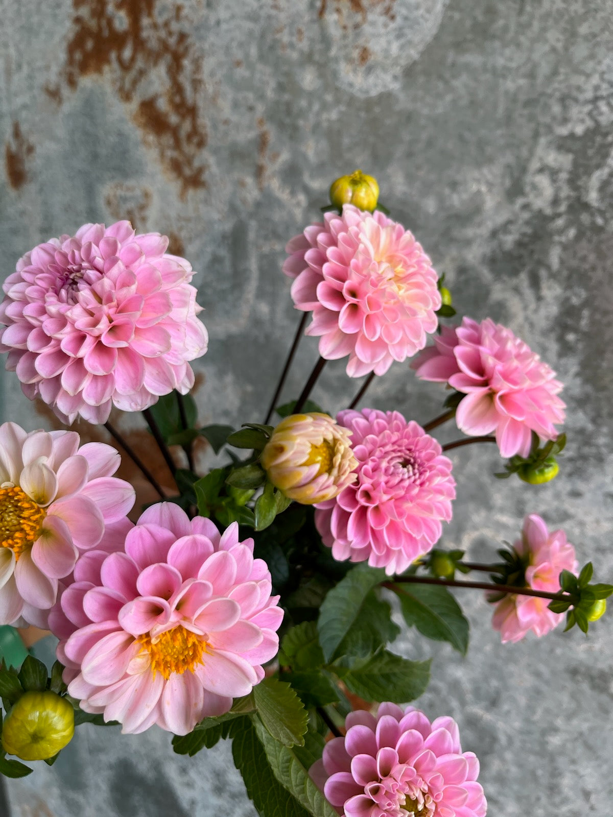 Dahlia