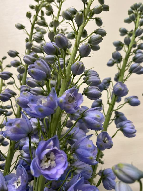 Delphinium