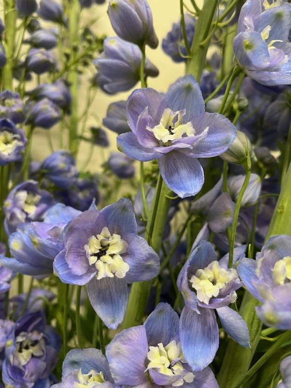 Delphinium