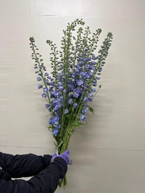 Delphinium