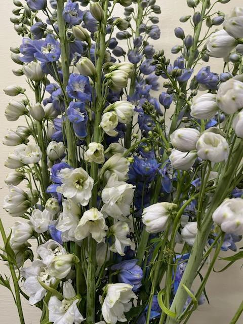 Delphinium